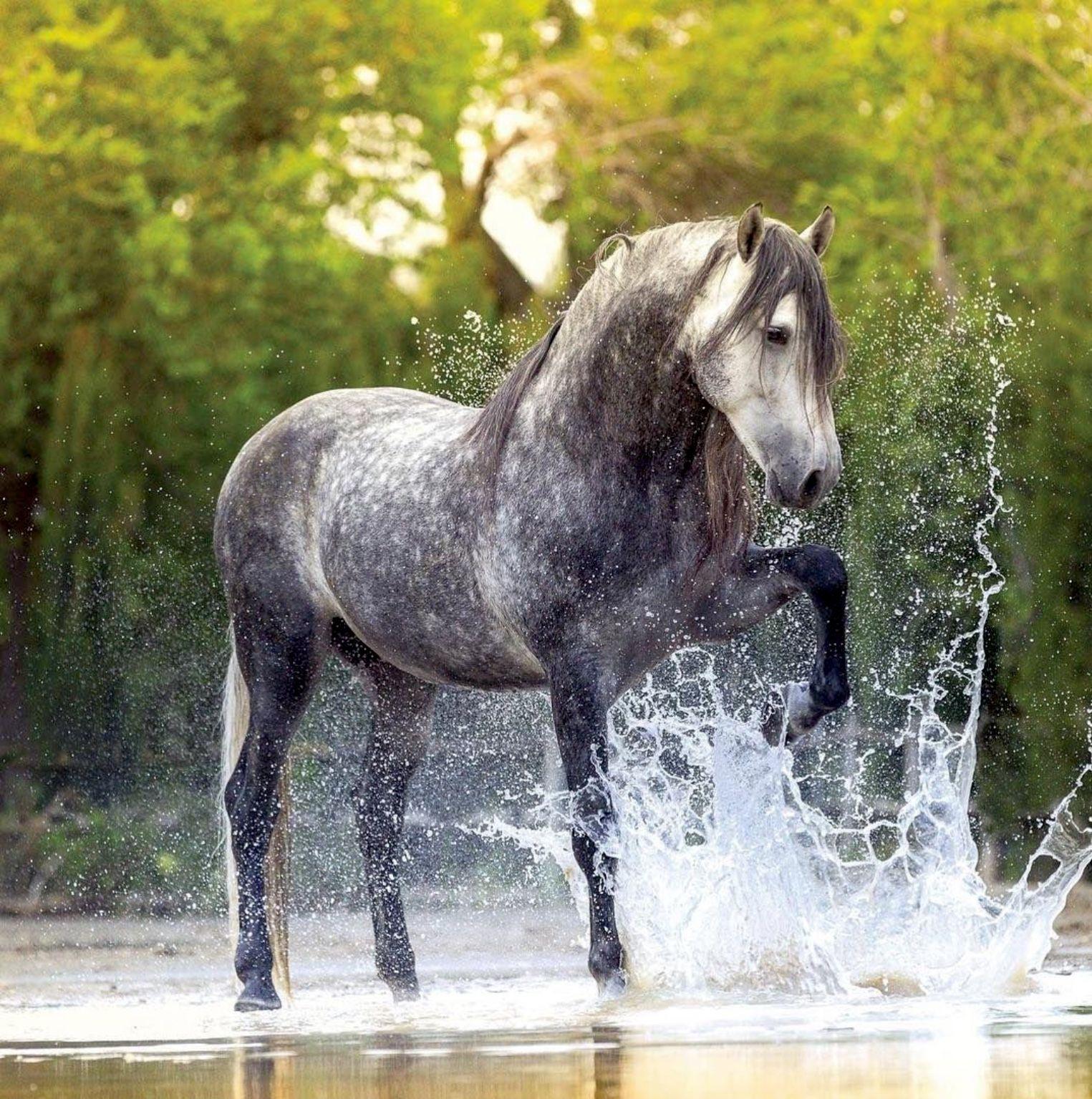 1525x1535 Handsome dapple gray Spanish horse having fun splashing in the water. Dapple grey horses, Horses, Pretty horses