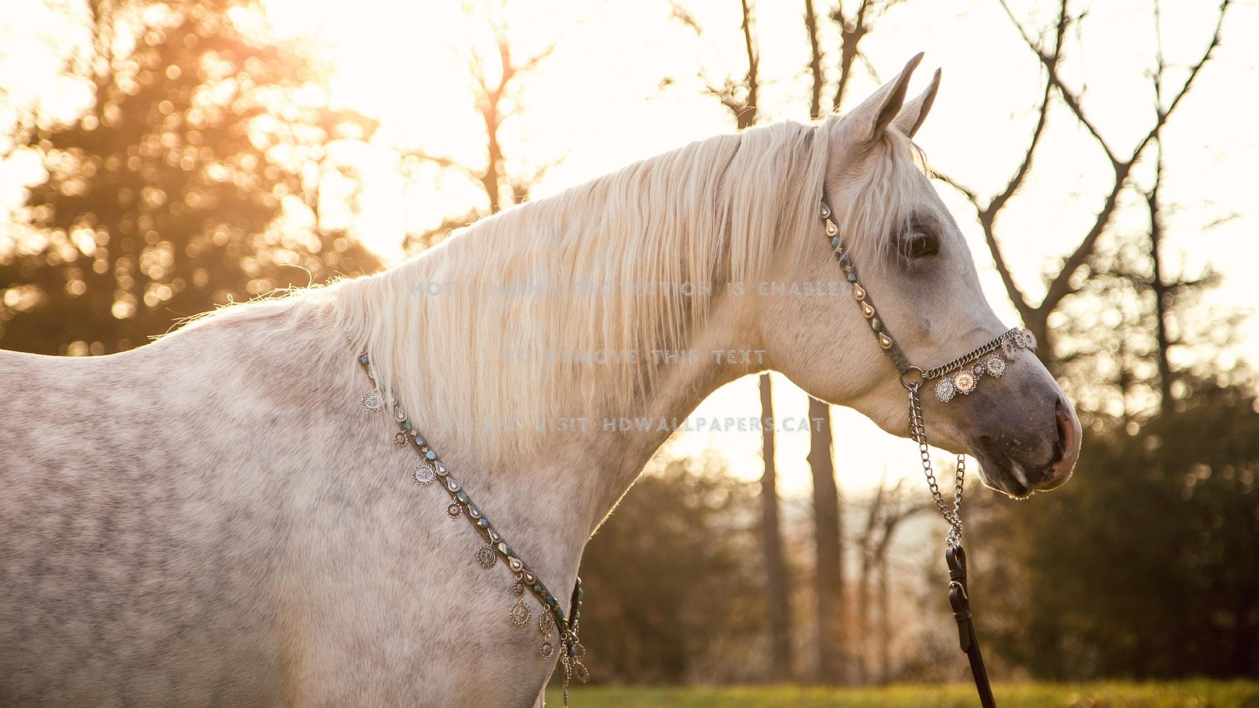 2560x1440 dapple gray arabian horses animals