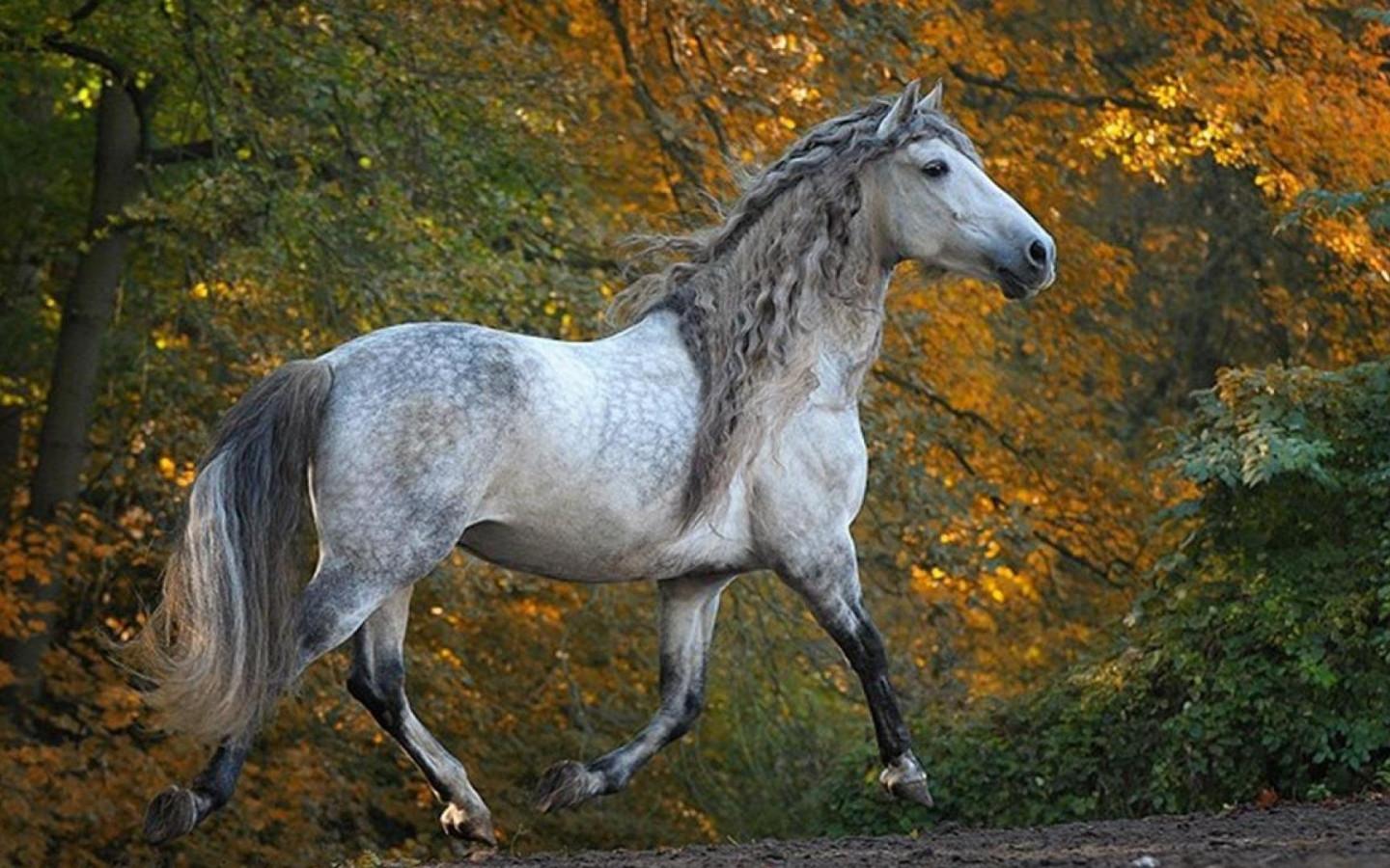 1440x900 Andalusian Horse Desktop Widescreen Wallpaper 76025