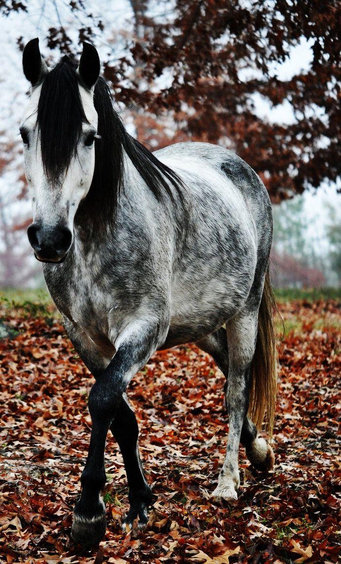 696x1149 Grey dapple horses!!! ideas. horses, pretty horses, beautiful horses