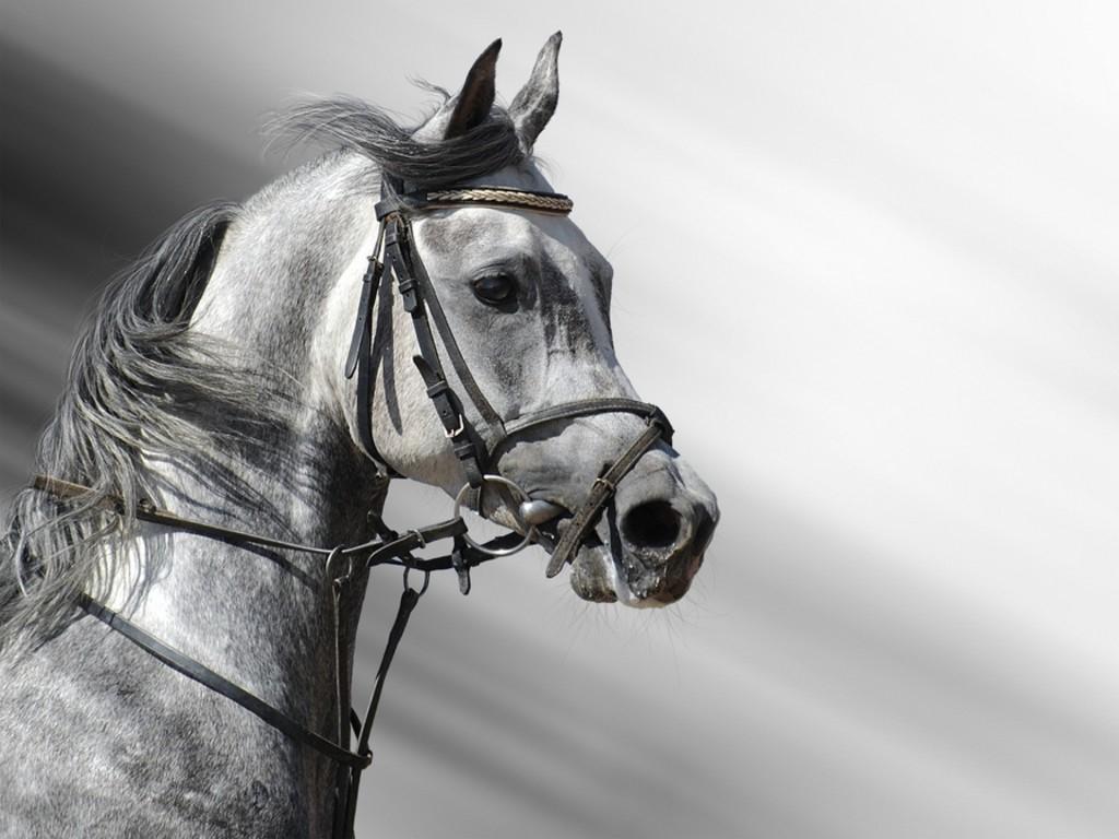 1024x768 Google Image Result For /background//dapple Grey Horse