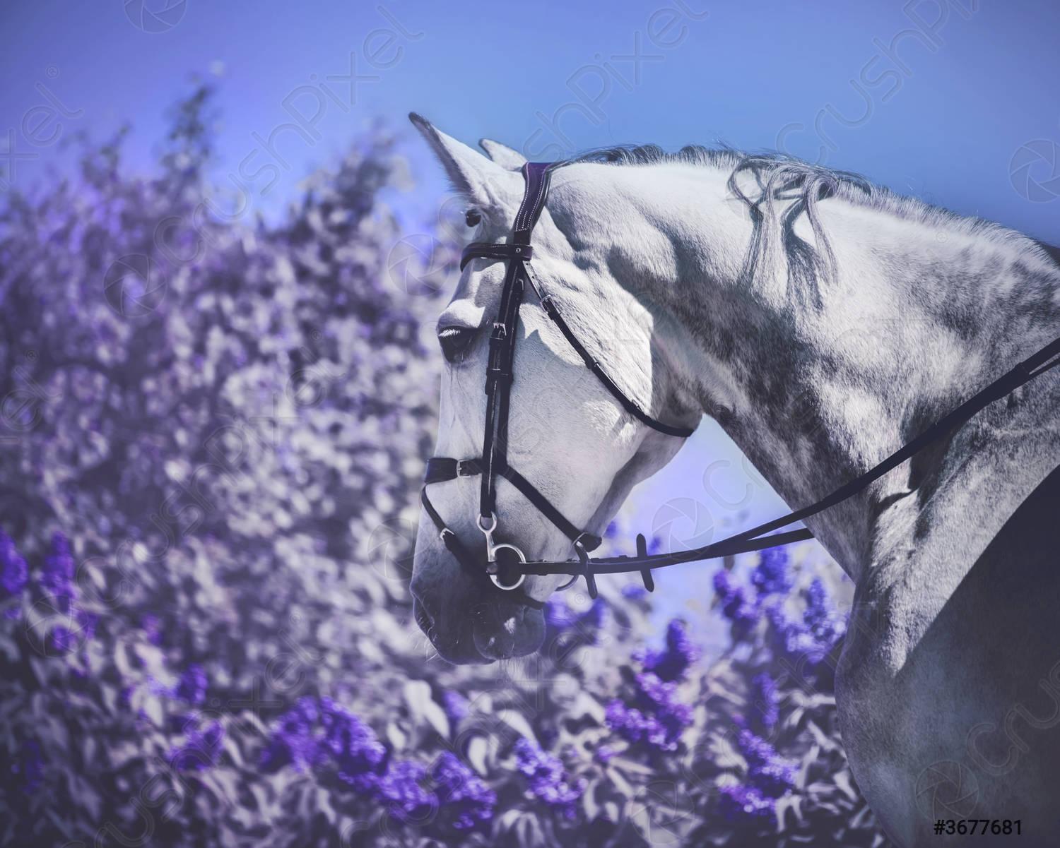 1500x1201 Portrait of a dapple gray horse walking near a purple