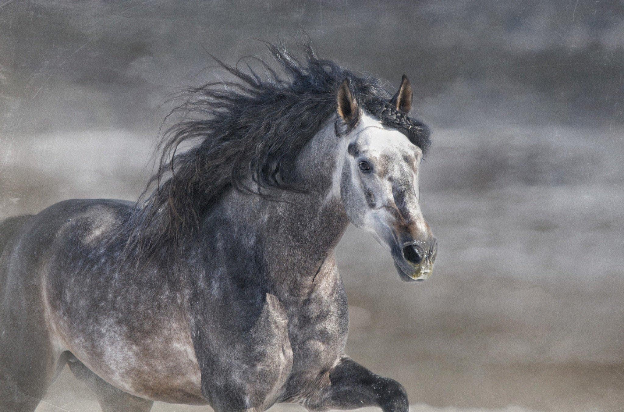 2048x1352 Horse stallion GRIVA gallop Gray horse running wallpaperx1352