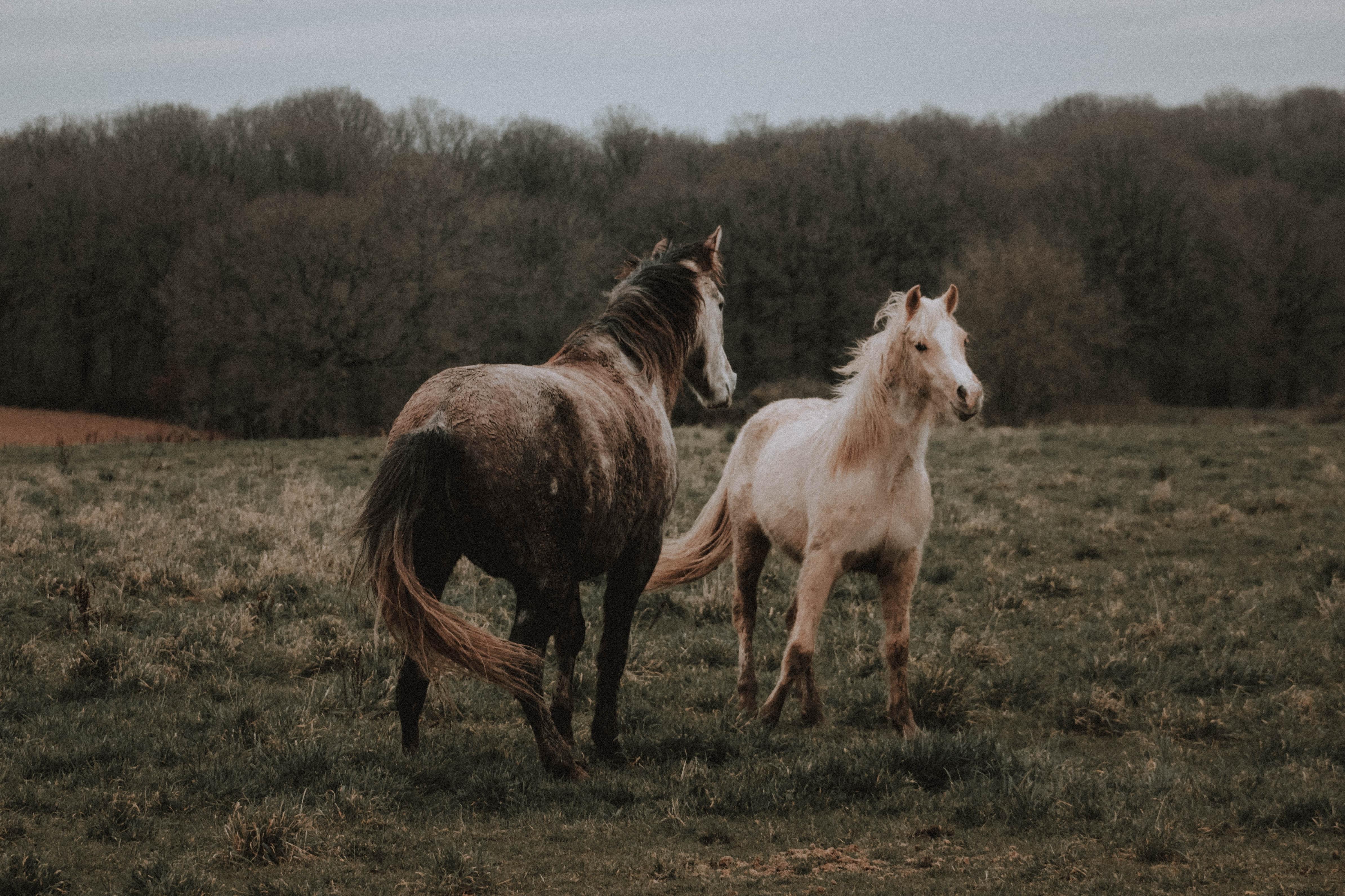4777x3185 Purebred palomino and dapple gray horses grazing on pasture · Free