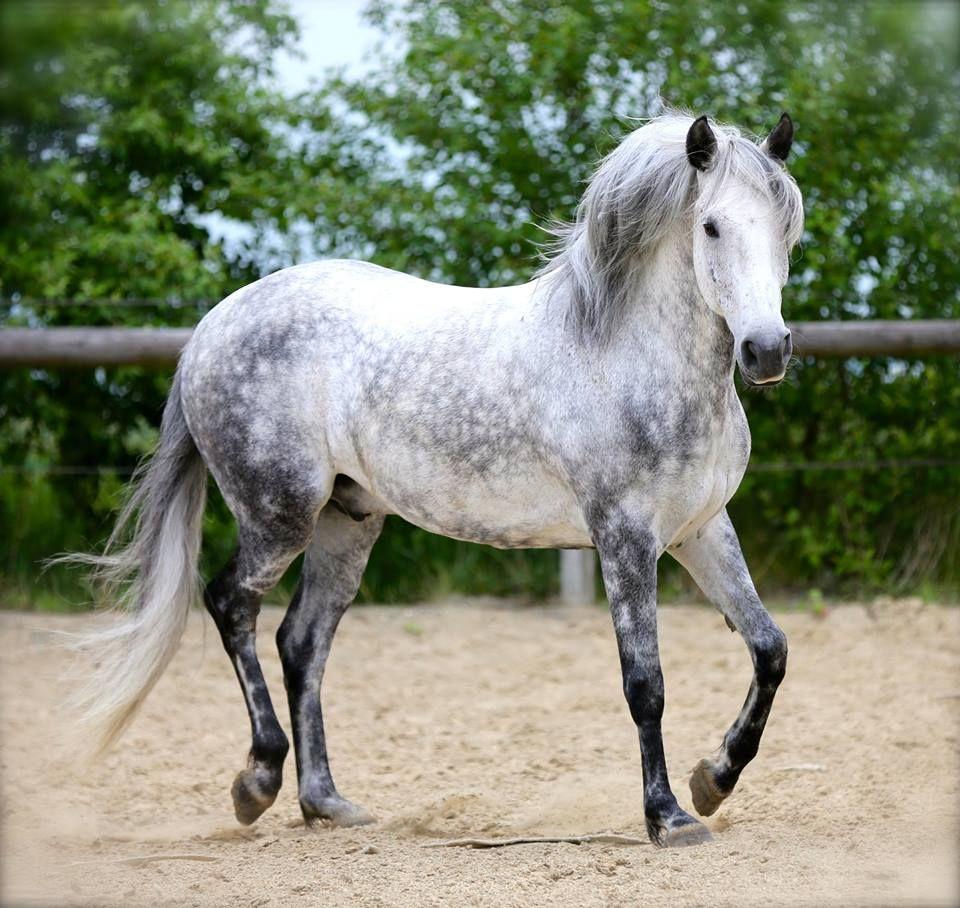 960x908 Horse Colors