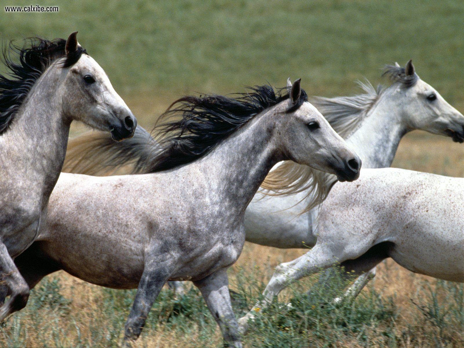 1600x1200 Arabian Horse Wallpaper