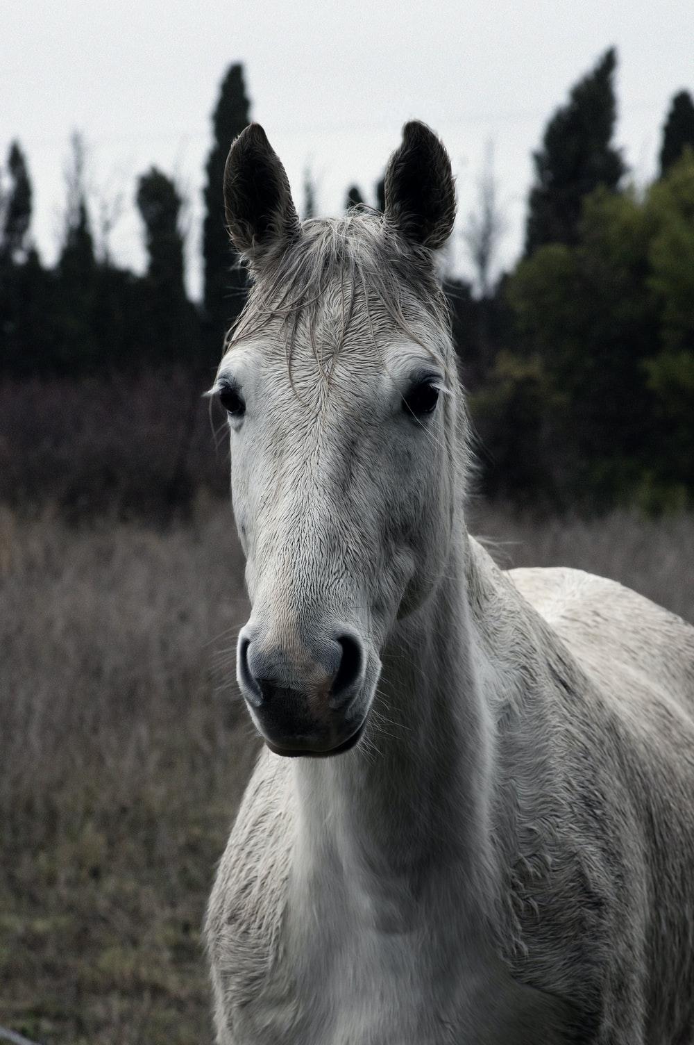 1000x1504 white horse on brown grass field during daytime photo
