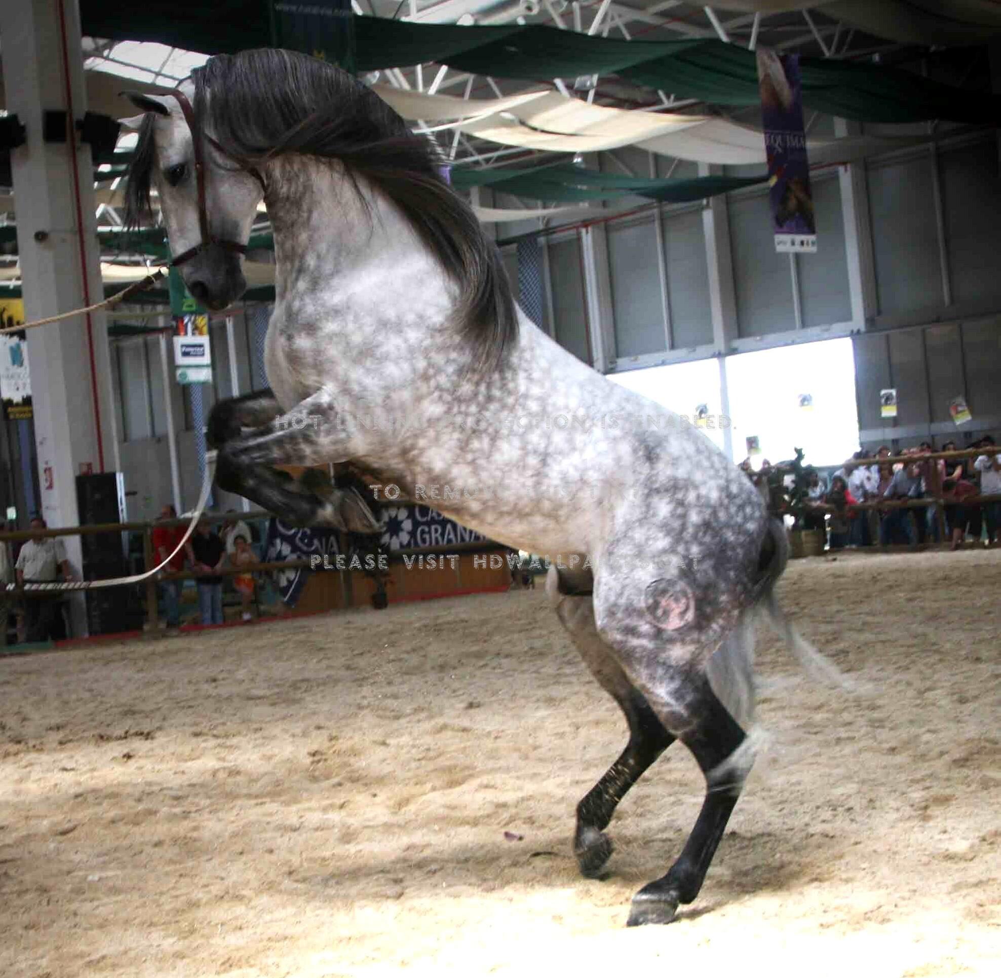 Dapple Gray Horse Wallpapers Top Free Dapple Gray Horse Backgrounds — free download