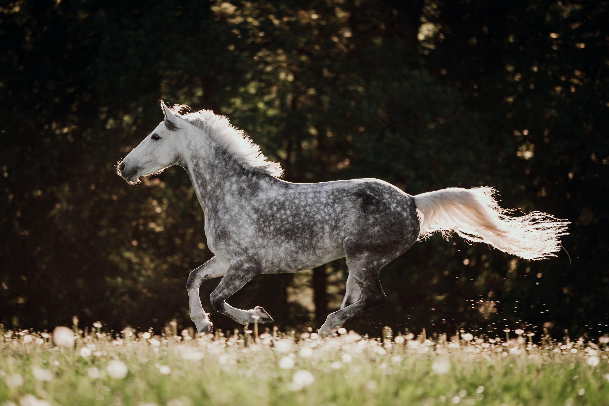 2121x1414 Male Horse Names