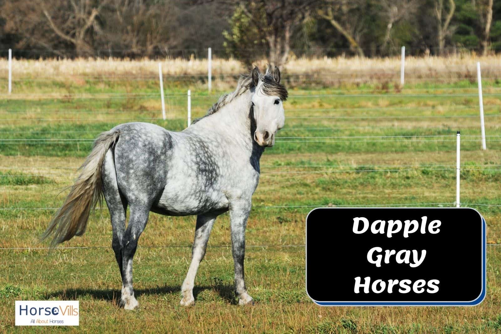 1600x1067 Dapple Gray Horses: Breeds and Color (W/ Picture & Videos)