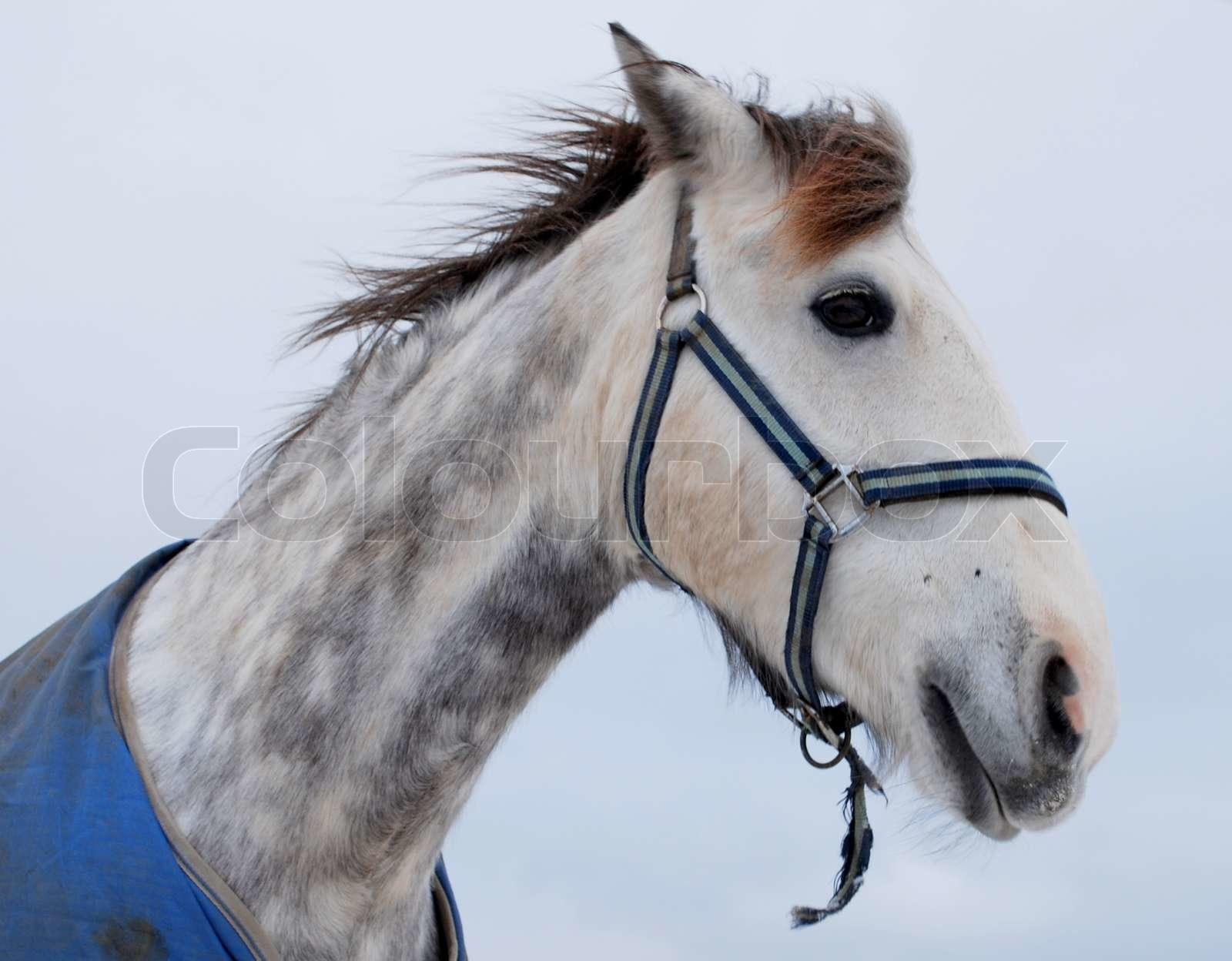 1600x1248 A Beautiful Dapple Grey Horse