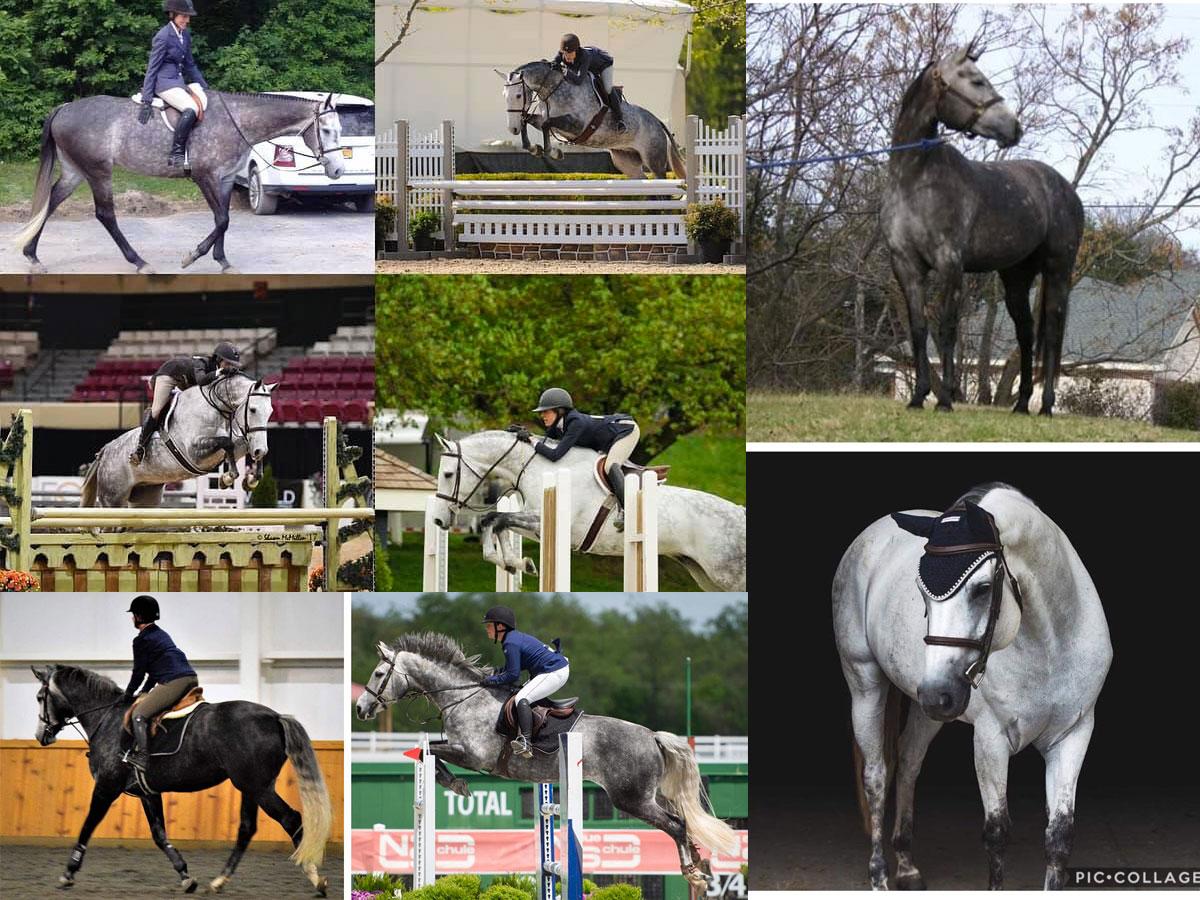 1200x900 Dapple Gray Glow Up: Before and After Progression Picture Plaid Horse Magazine