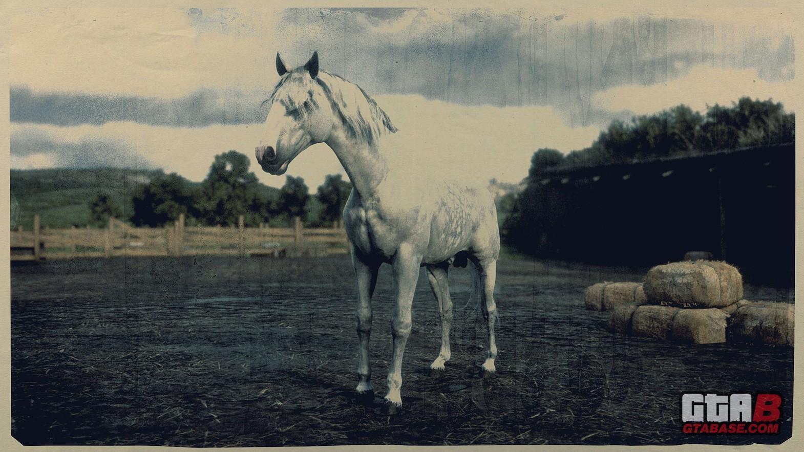 1570x883 Dapple Grey Missouri Fox Trotter. RDR2 & Online Horse Stats & Locations