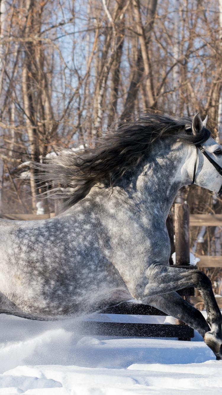 750x1334 Free download Gray horse running in the snow wallpaper Animal wallpaper 50429 [2560x1600] for your Desktop, Mobile & Tablet. Explore Horse Snow Wallpaper. Horse in Snow Wallpaper Desktop, Horse Wallpaper, Horse Background