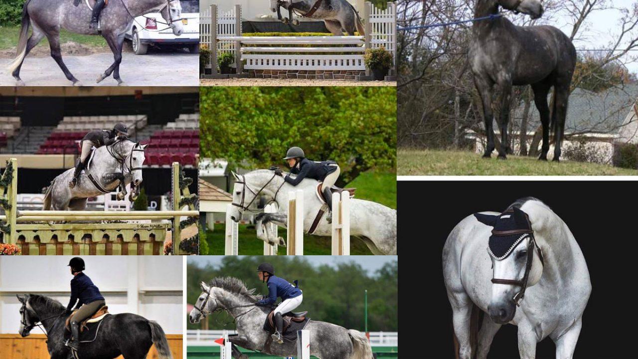 1280x720 Dapple Gray Glow Up: Before and After Progression Picture Plaid Horse Magazine