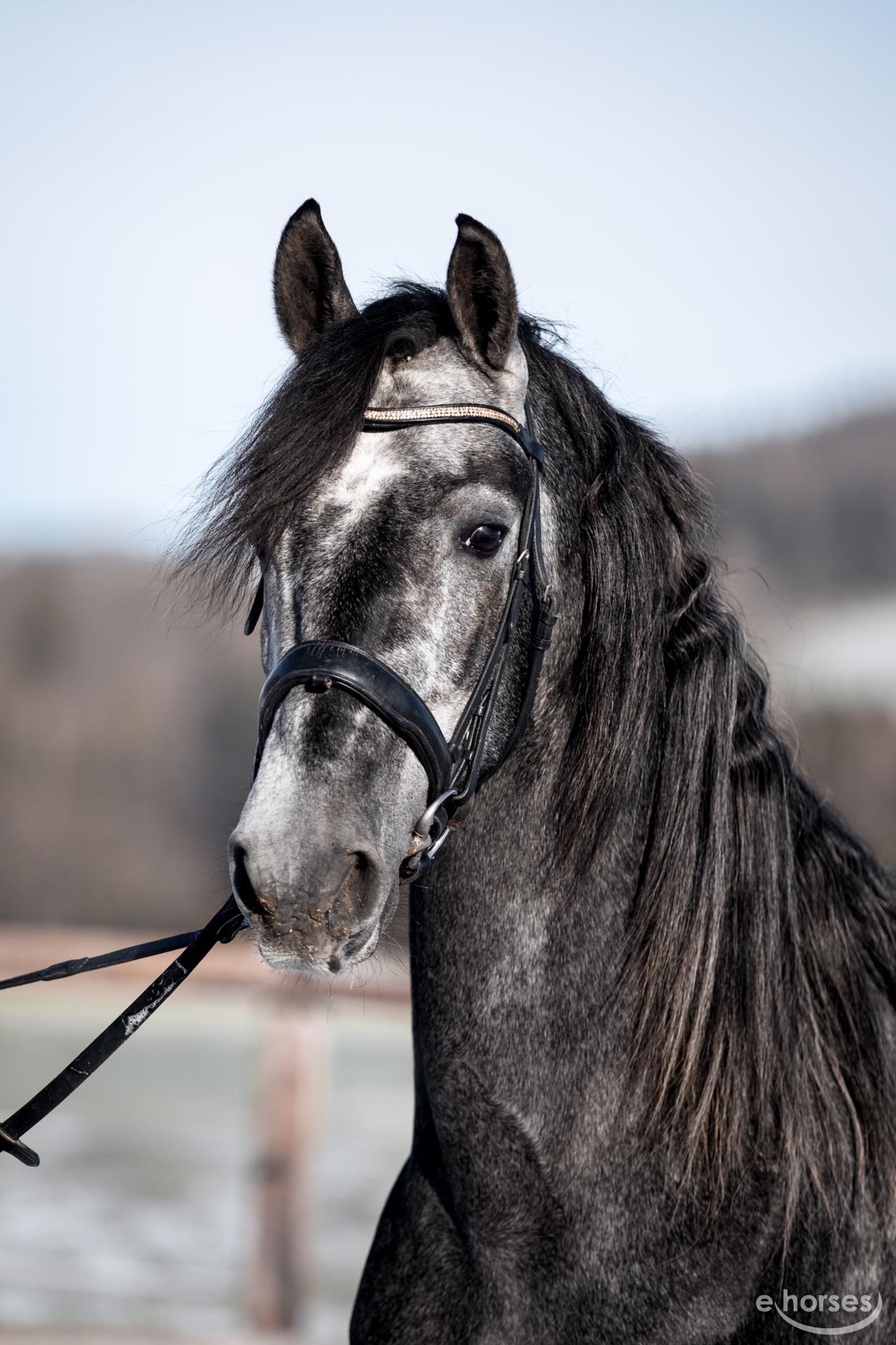 1280x1920 PRE Mix Gelding 4 Years 2 Hh Gray Dapple
