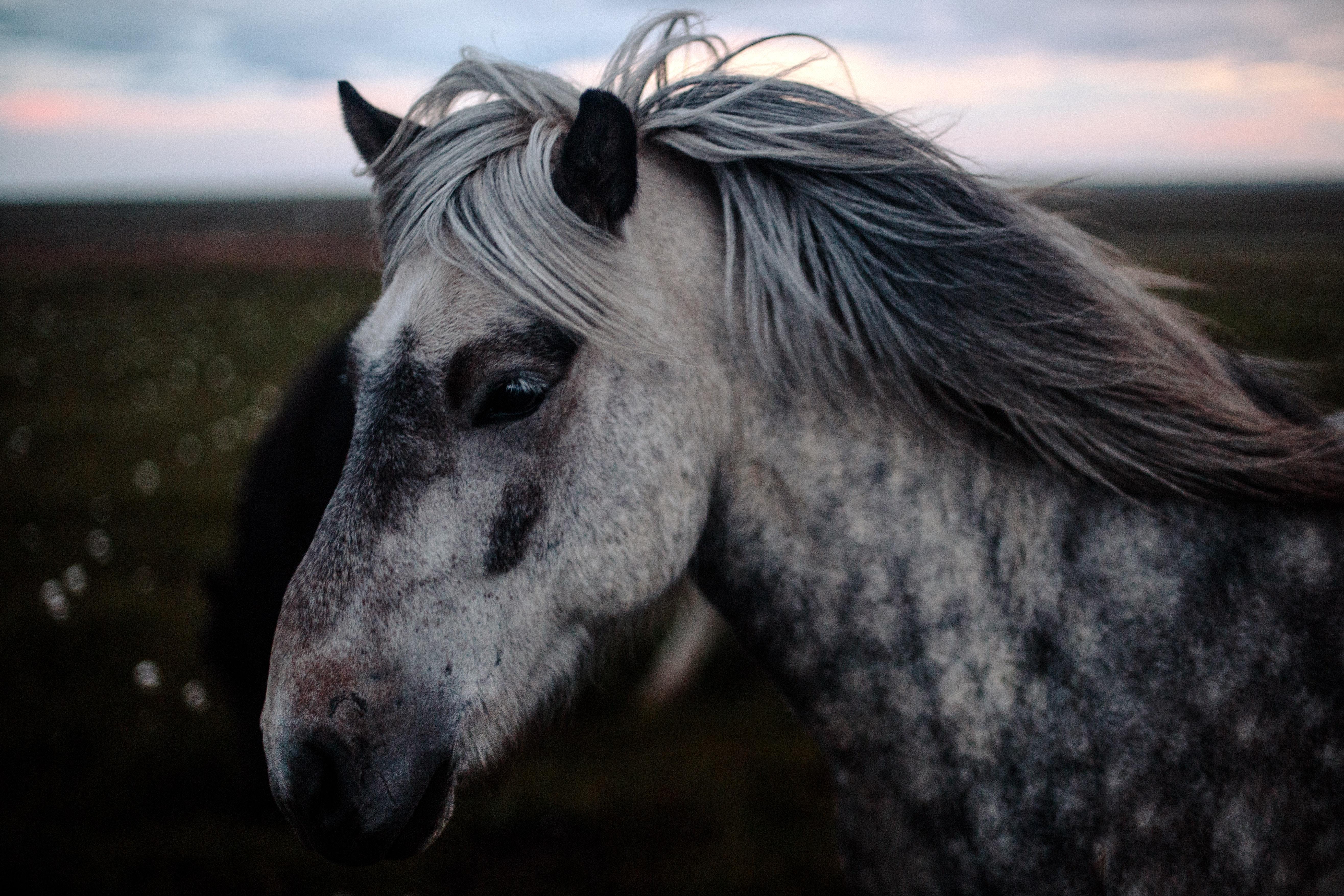 5263x3509 Grey and White Horse Close up · Free