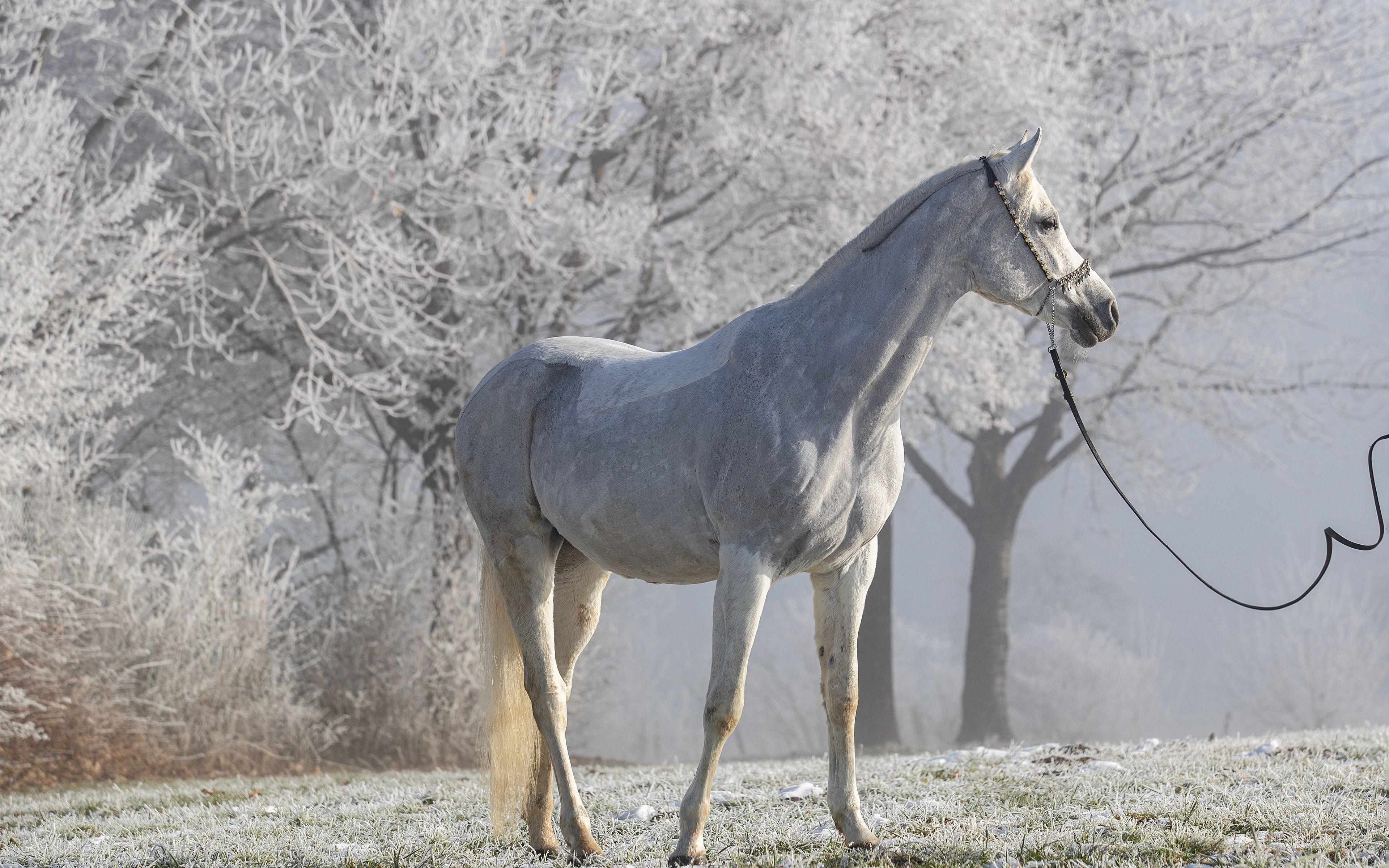 3840x2400 White horse Wallpaper 4k Ultra HD