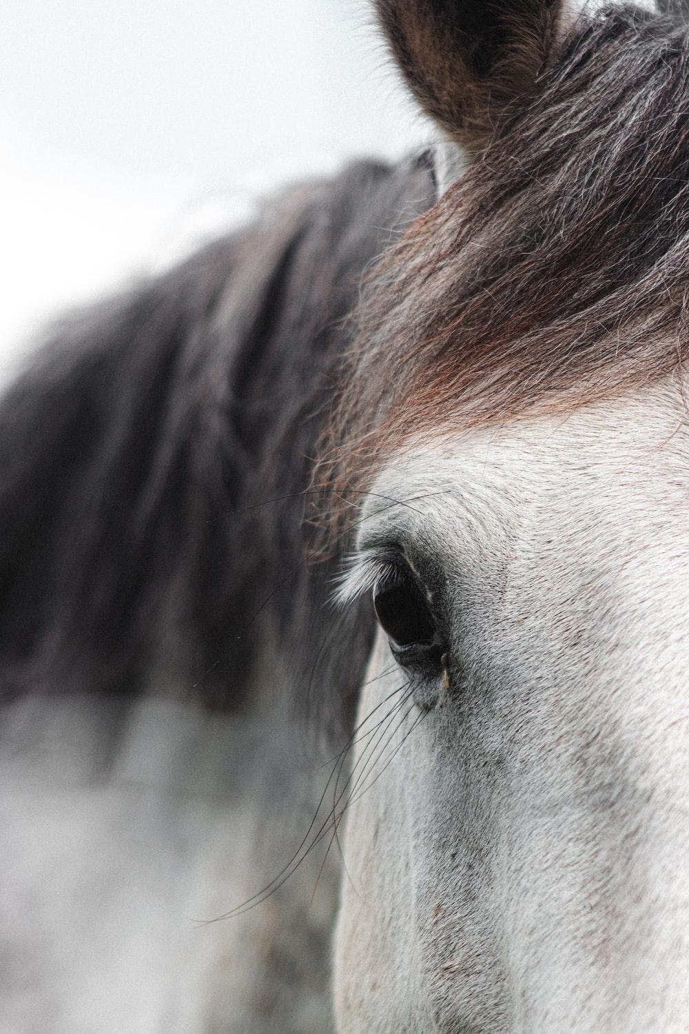 1000x1500 horse best free horse, hay, outdoor and straw photo