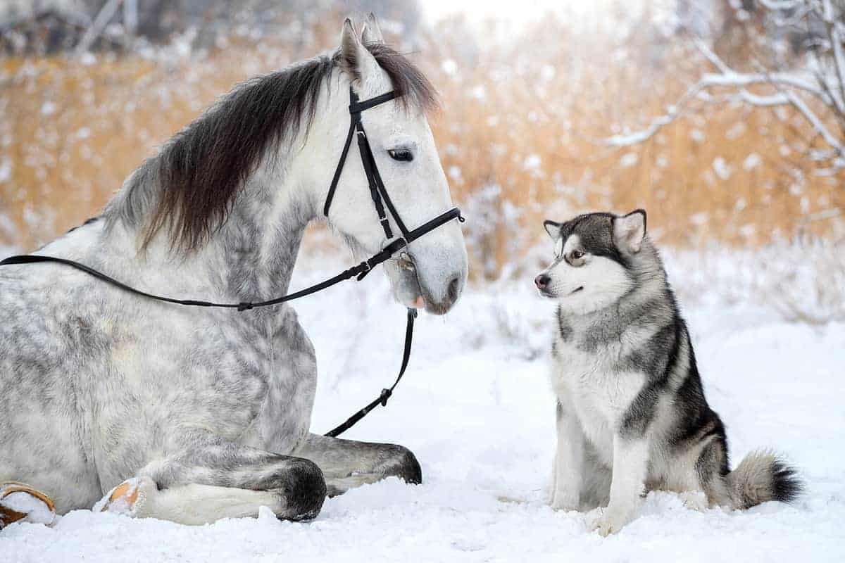 1200x800 Dapple Grey Horse: Info, Picture, Characteristics, and FAQs