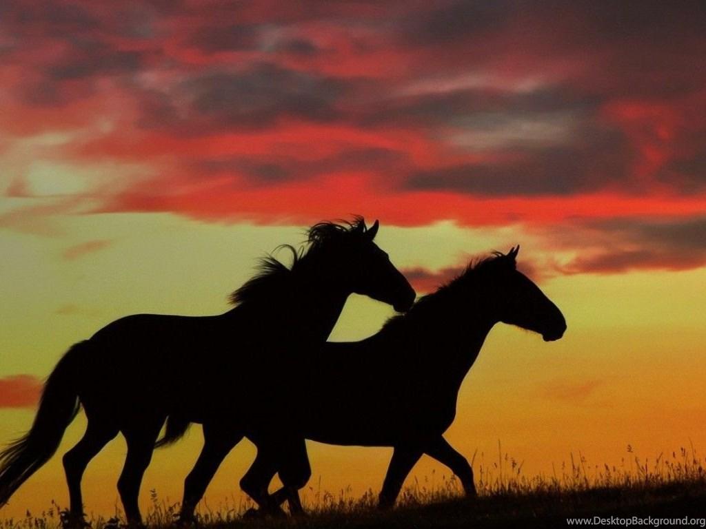 1024x768 Horses: Dapple Grey Spanish Horse Horses Andalusian Full HD 1080p. Desktop Background