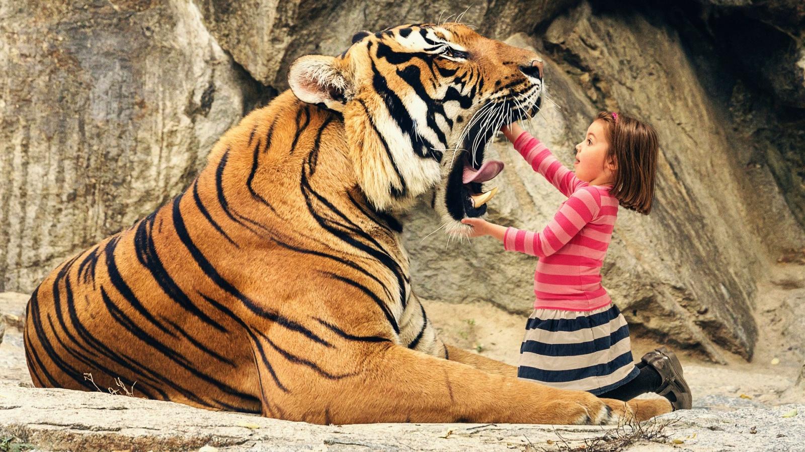 1600x900 Say Aah Tiger Background Cool Tiger Wallpaper & Background Download