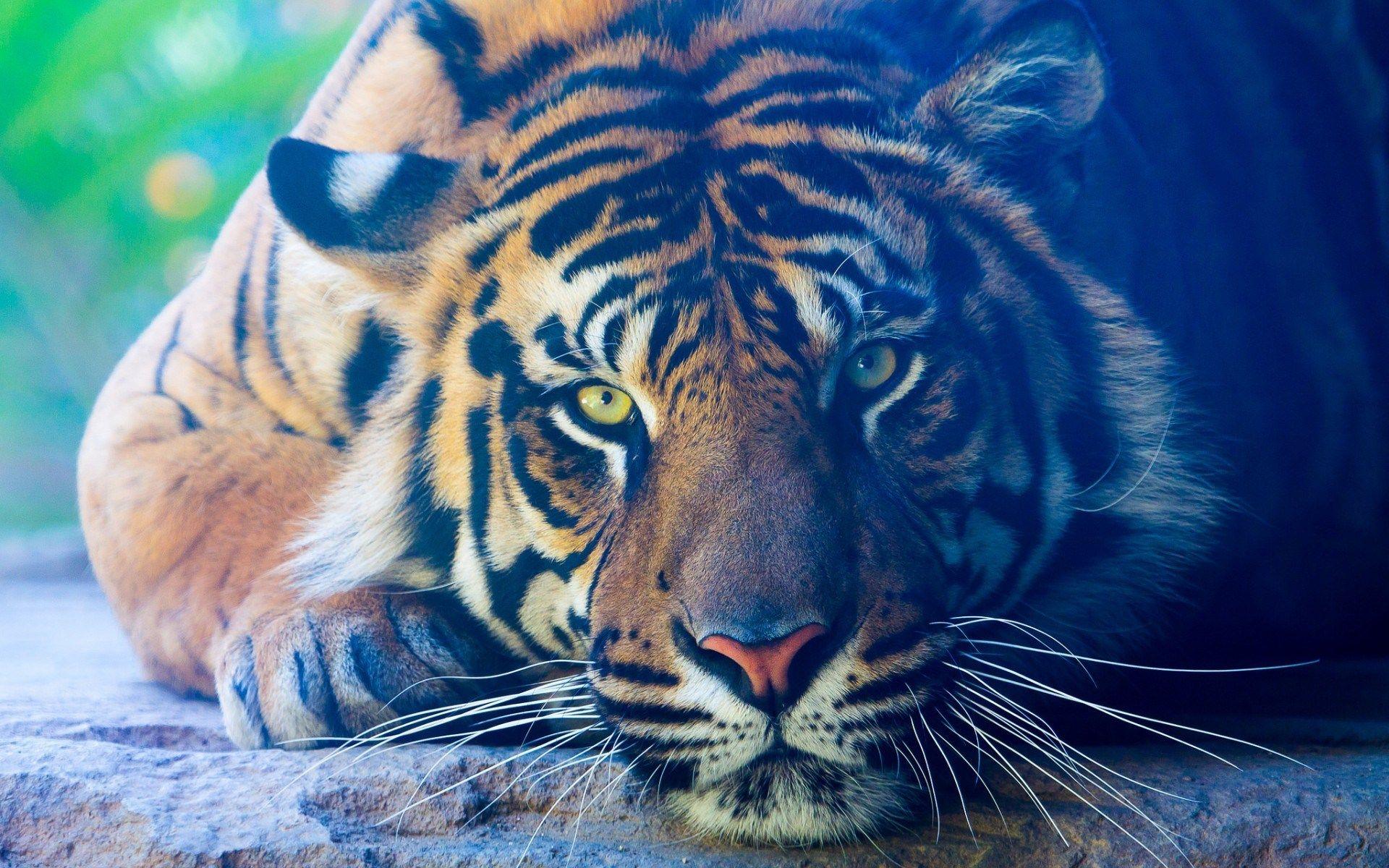 1920x1200 High Resolution Wallpaper = tiger picture. Animals, Sumatran tiger, Animals wild