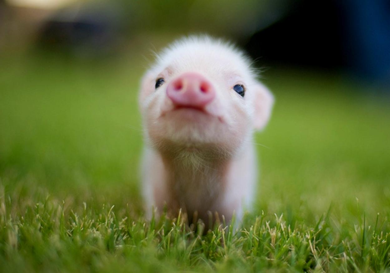 1250x875 Free download Cute Animal Desktop Wallpaper Animal Picture Archive 1250x875 [1250x875] for your Desktop, Mobile & Tablet. Explore Cute Animal Computer Wallpaper. Cute Animal Computer Wallpaper, Cute Animal Wallpaper