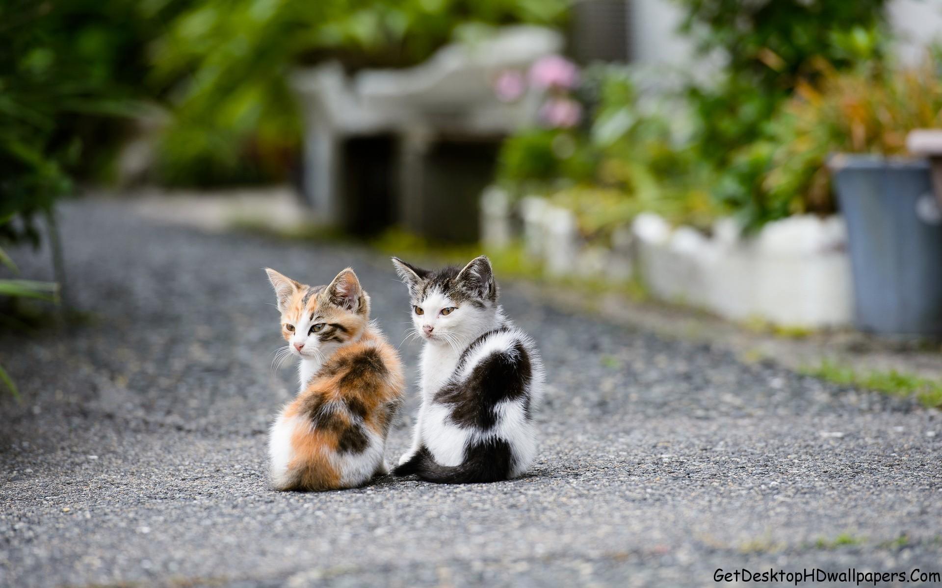 1920x1200 Cute Animal Wallpaper for Desktop