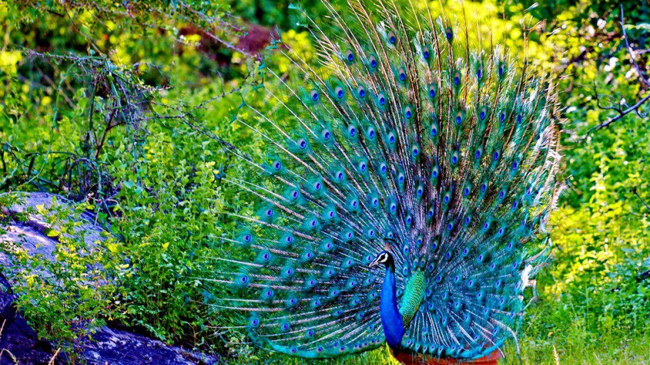 1280x720 Beautiful Animals Wallpaper