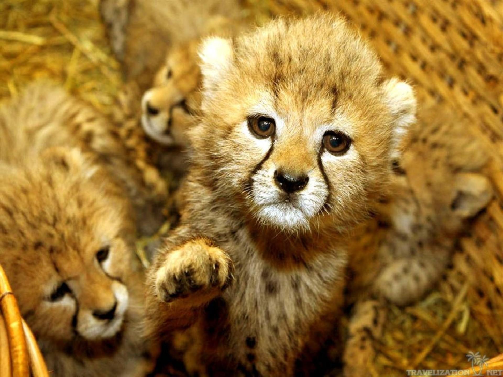 1920x1440 Cute Animal Wallpaper for Desktop