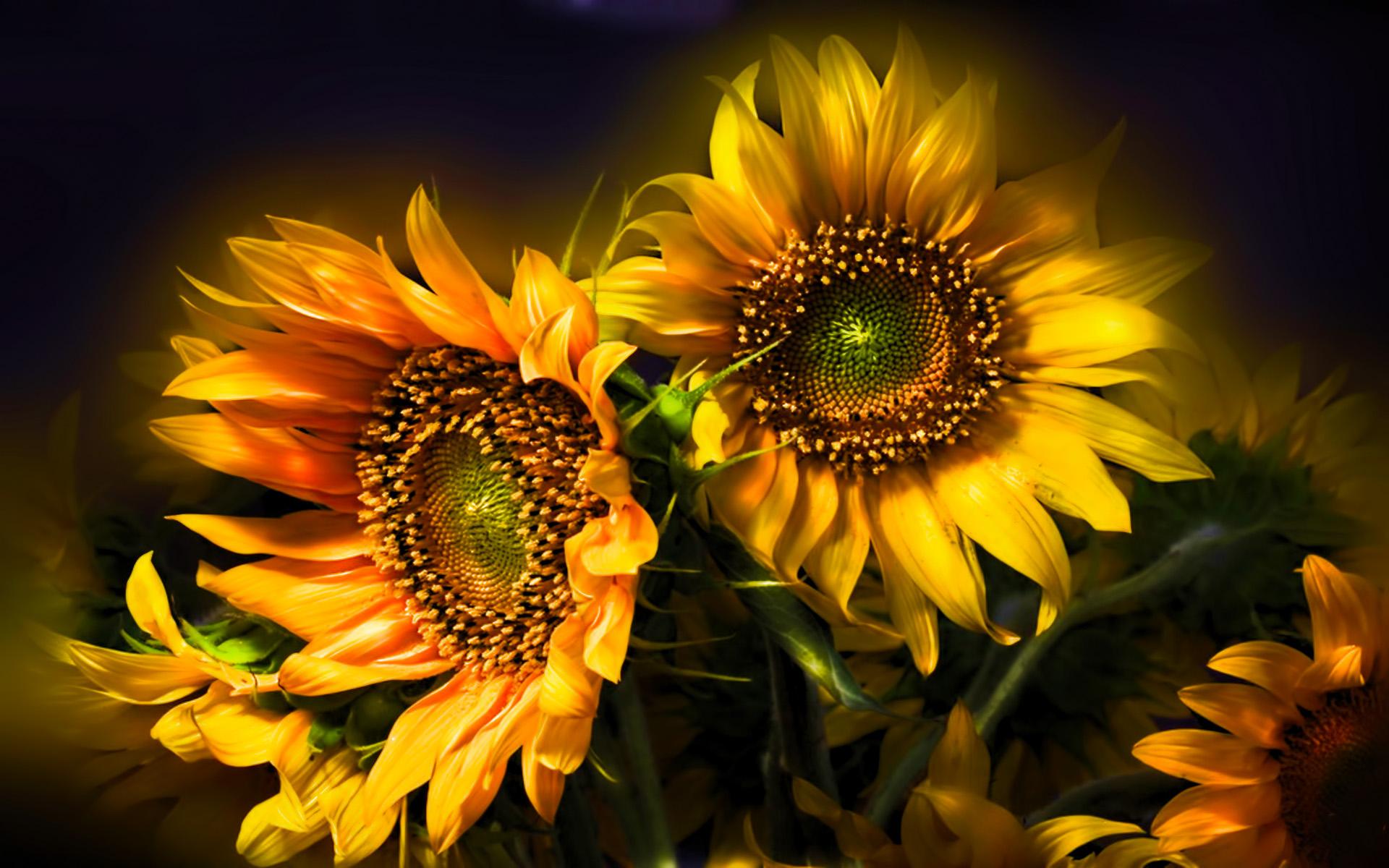 1920x1200 nature, Flowers, Still, Life, Bouquets, Sunflowers, Seed, Petals, Yellow, Thanksgiving, Seasonal, Yellow, Color, Soft, Contrast Wallpaper HD / Desktop and Mobile Background