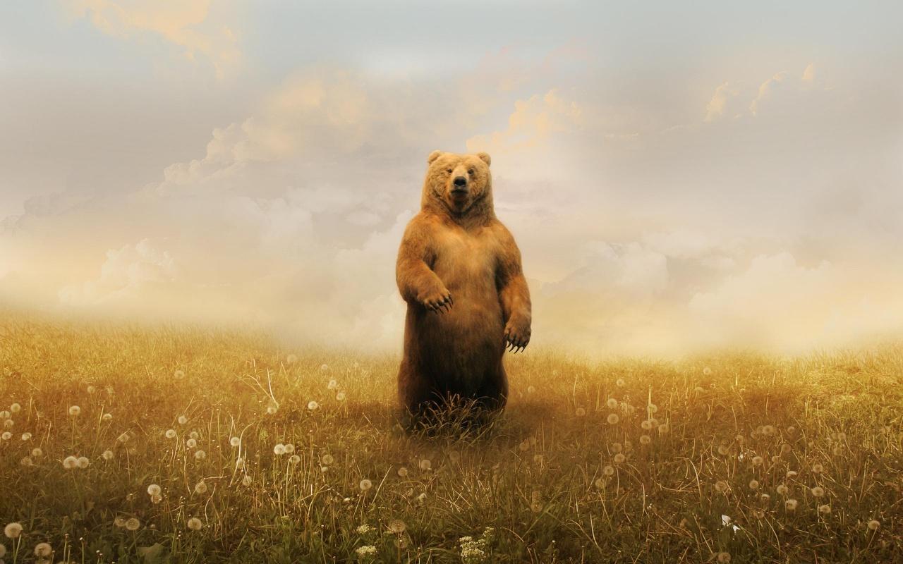 1280x800 Russian Brown Bear / Good