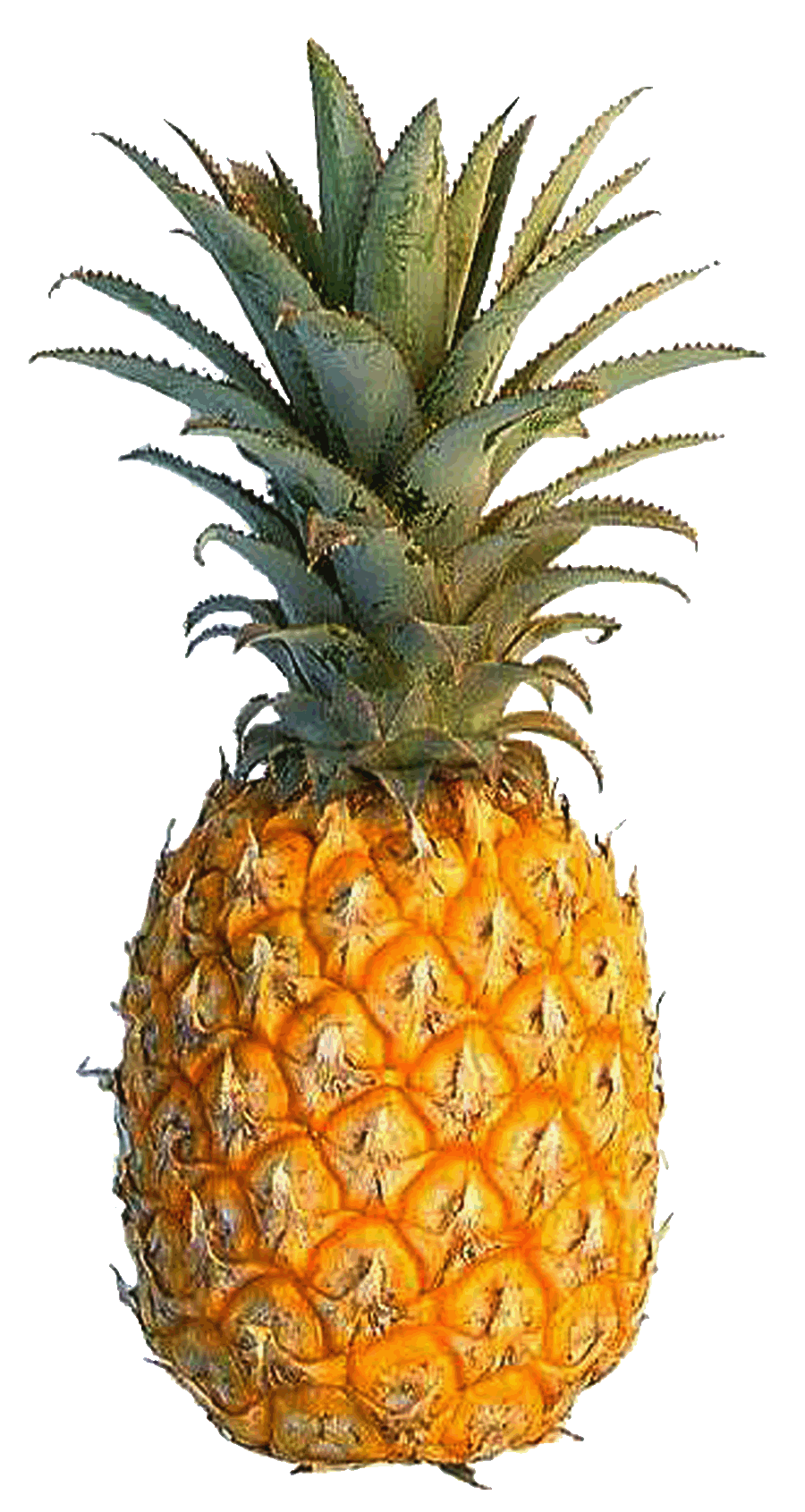 900x1691 Pineapple