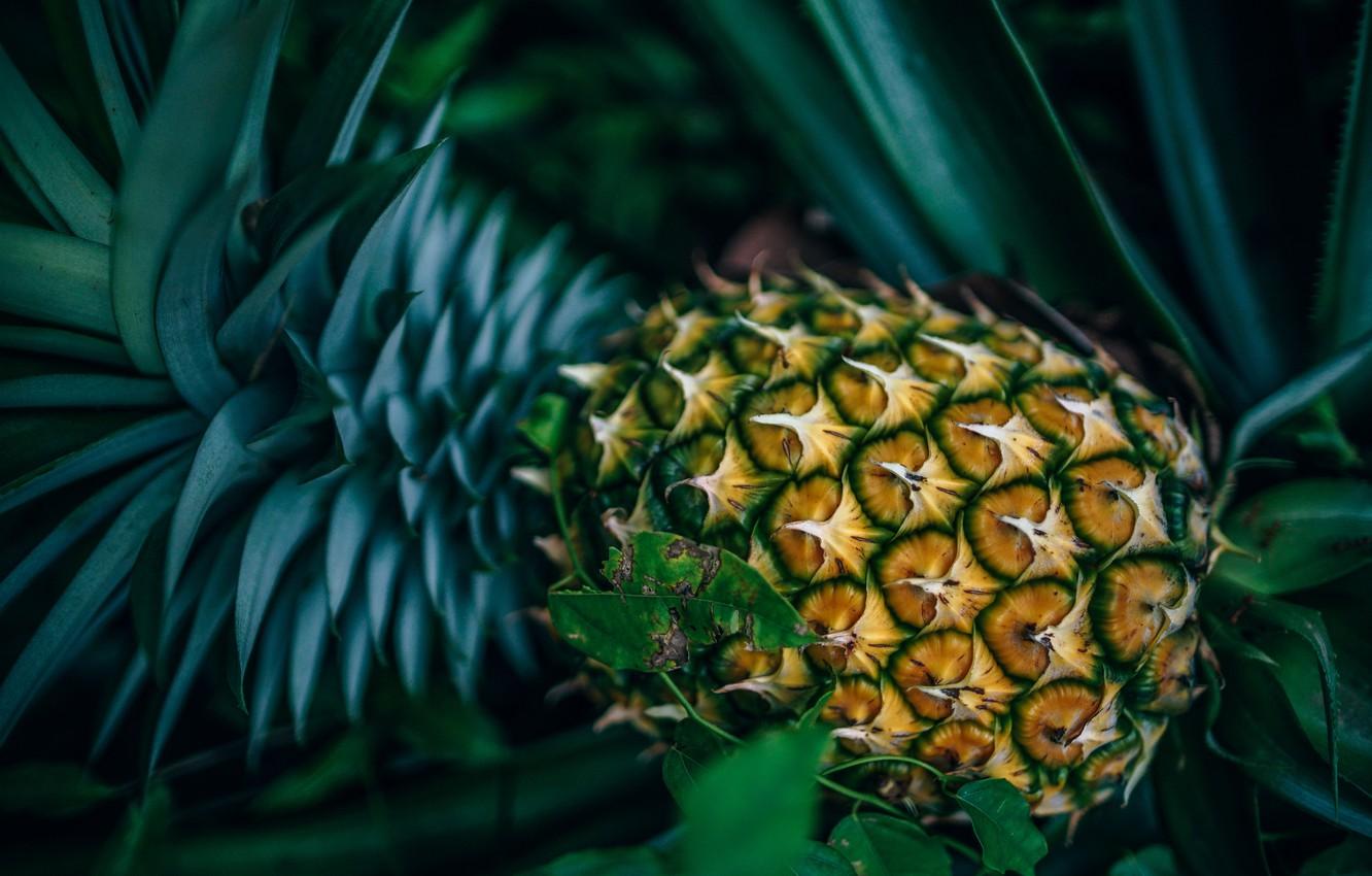 1332x850 Wallpaper Fruit, Fresh, Pineapple, Fruit, Freshness, Pineapple, Close Up, Delicious Food, Fancycrave Image For Desktop, Section еда