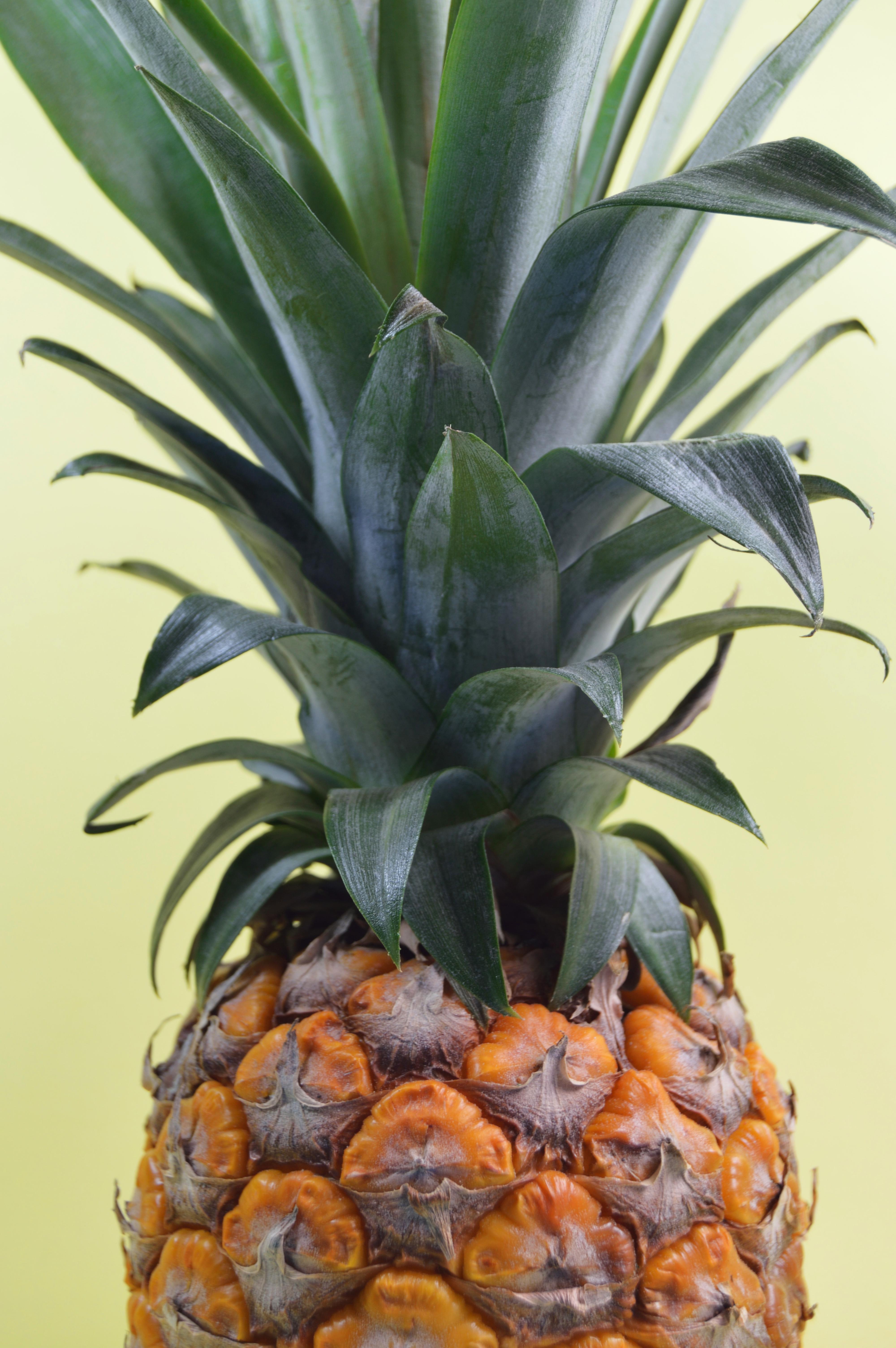 4000x6016 Pineapple Fruit · Free