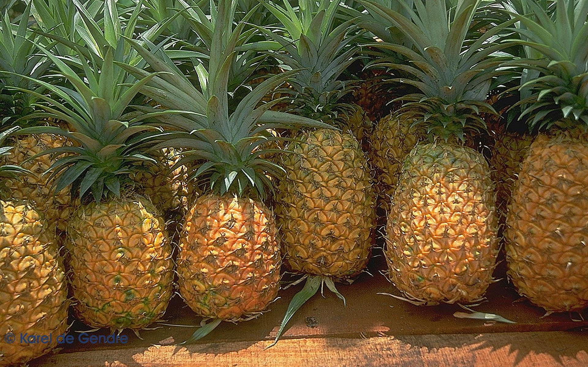 1920x1200 Pineapple HD Wallpaper