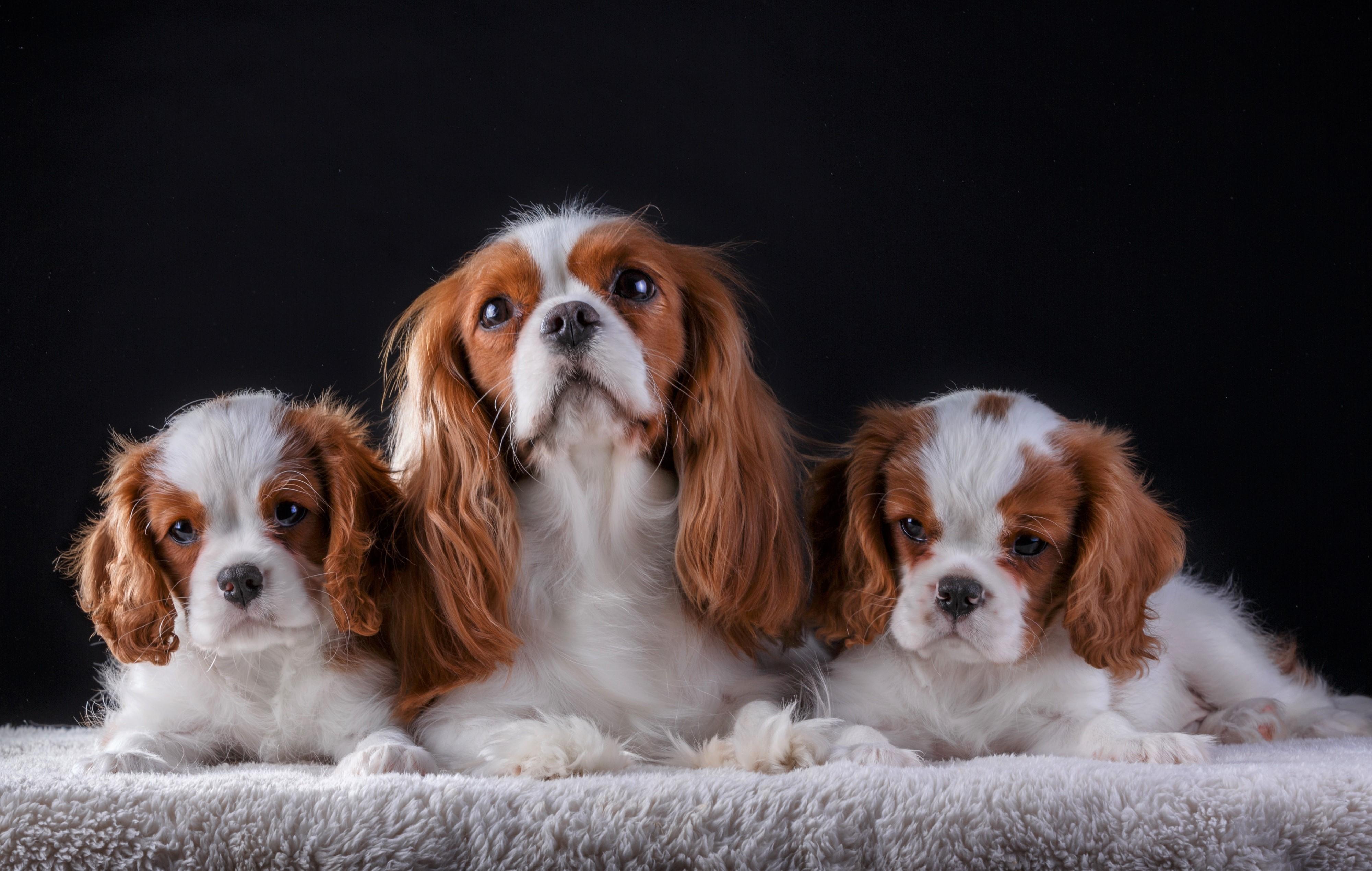 Cavalier King Charles Spaniel Wallpapers - Top Free Cavalier King 