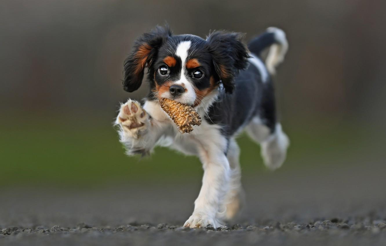 1332x850 Wallpaper Puppy, Walk, Bokeh, Doggie, Cavalier King Charles Spaniel Image For Desktop, Section собаки