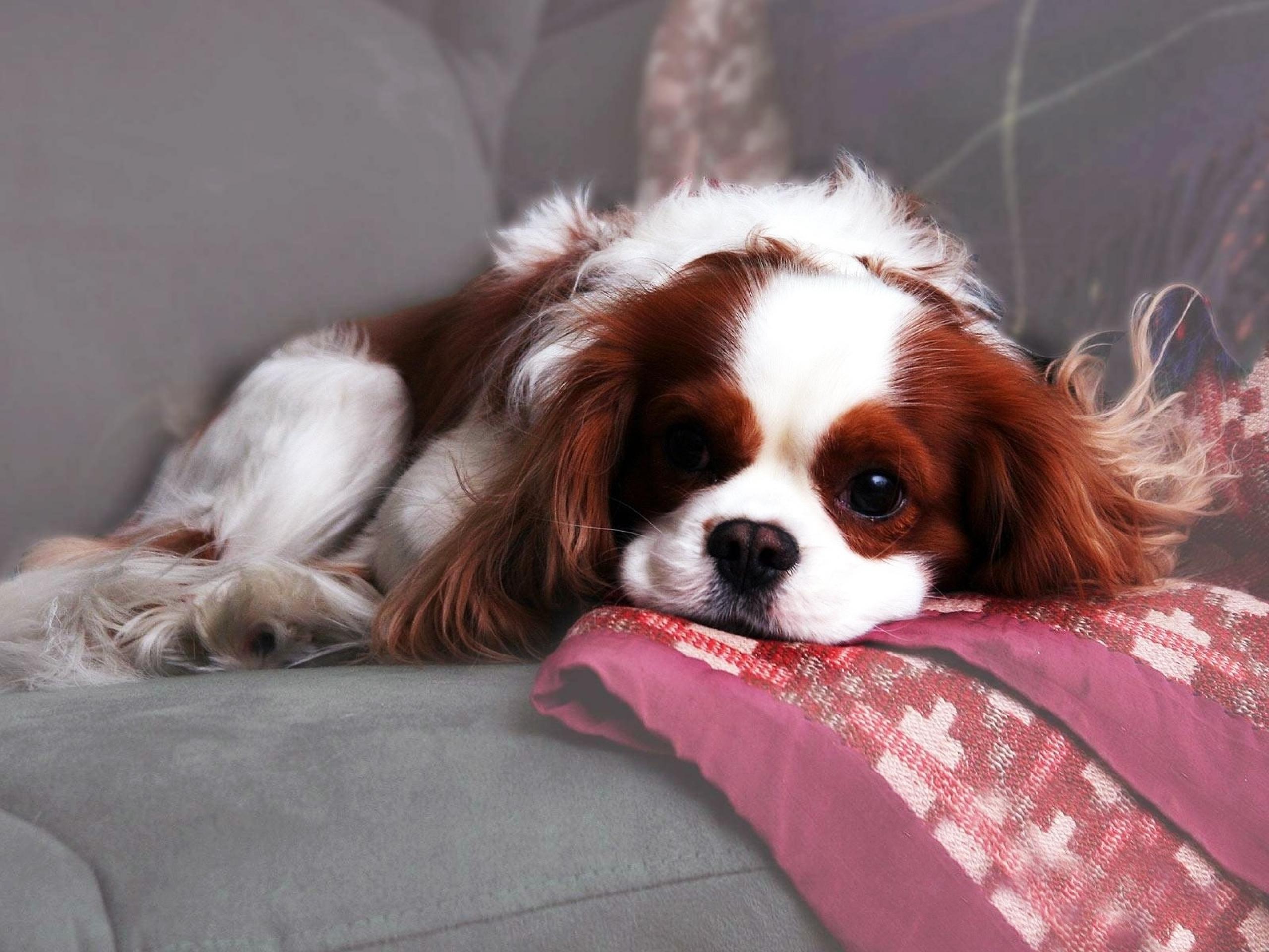 2560x1920 King Charles Spaniel HD Wallpaper and Background