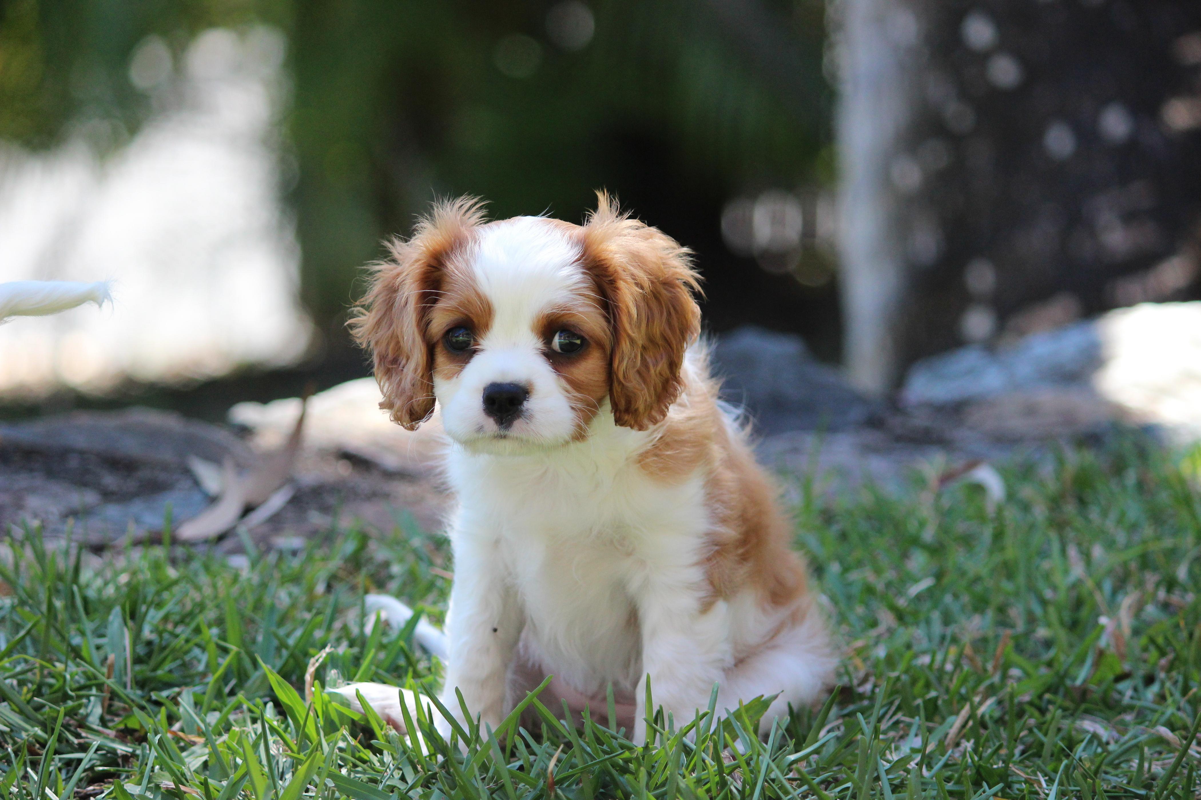 Cavalier King Charles Spaniel Wallpapers - Top Free Cavalier King ...