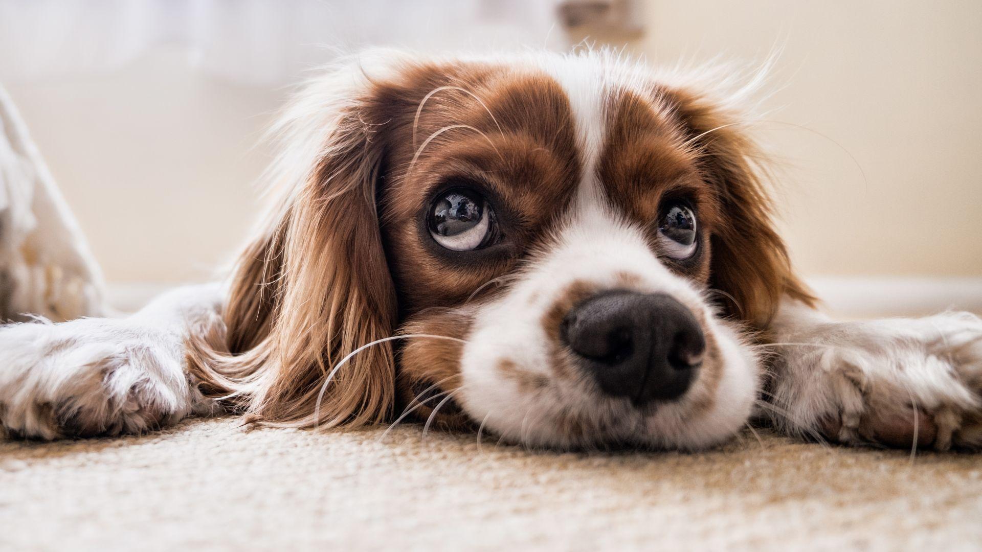 1920x1080 Desktop Wallpaper Cavalier King Charles Spaniel, Calm And Relaxed, Dog, Muzzle, HD Image, Picture, Background, 9a792a