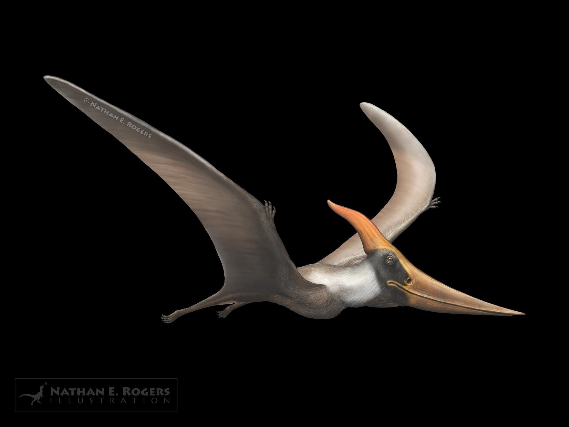 1920x1440 Pteranodon