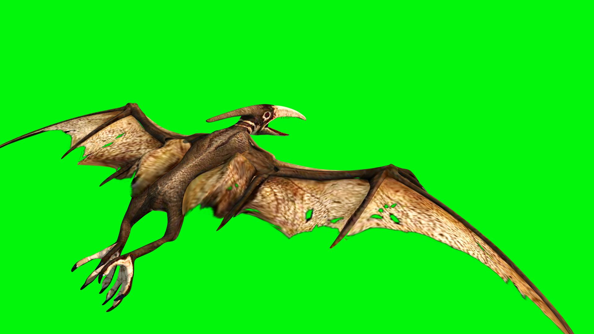 1920x1080 Pteranodon Dinosaurs Model Animated