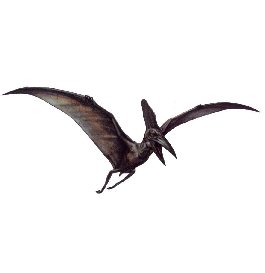 900x927 Pteranodon Picture & Facts Dinosaur Database
