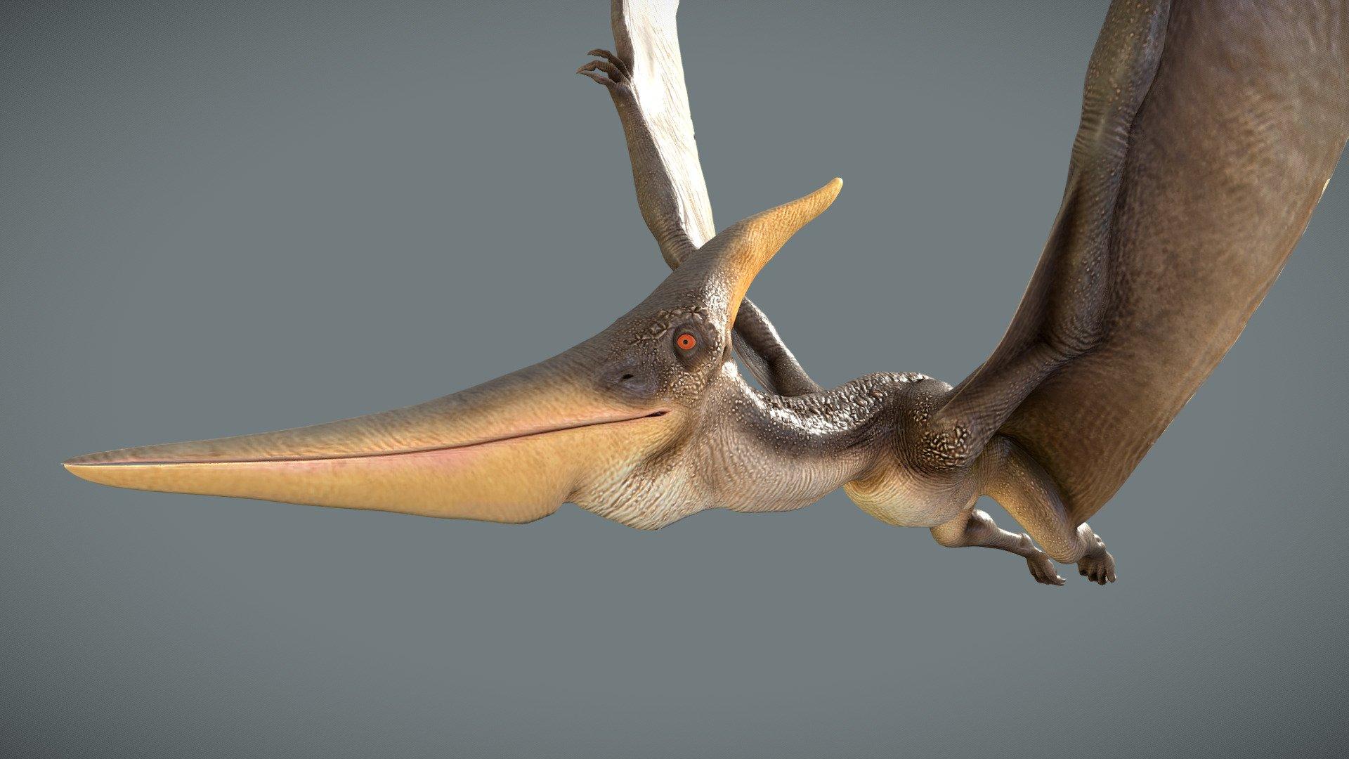 1920x1080 Pteranodon Longiceps Royalty Free 3D model by Kyan0s [144d0f8]