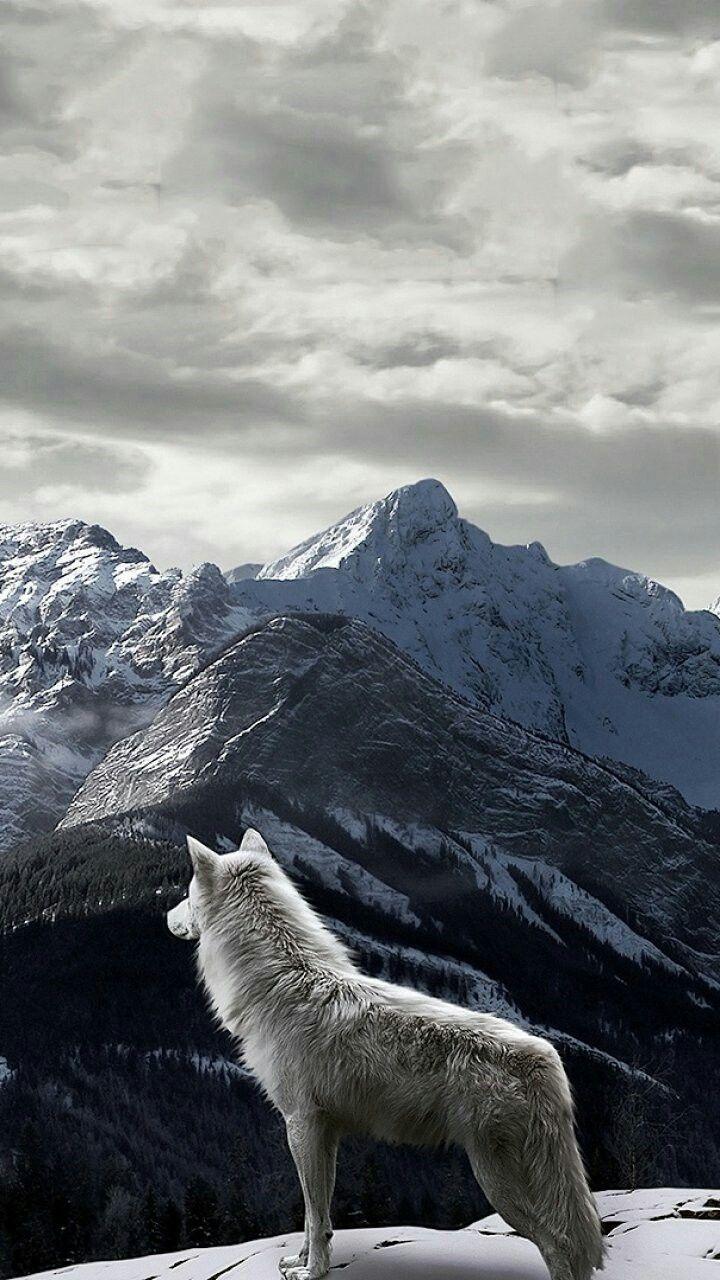Winter Wolf Iphone Wallpapers Top Free Winter Wolf Iphone Backgrounds Wallpaperaccess