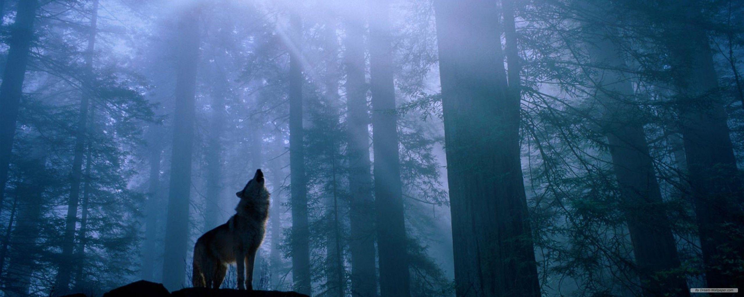 2560x1024 Free Dual Screen Wallpaper. Wolf picture, Wolf photo, Wolf howling