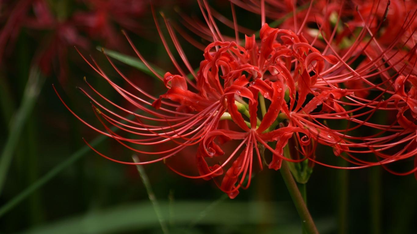 1366x768 Lycoris Radiata Red Lycoris Flowers Picture 01