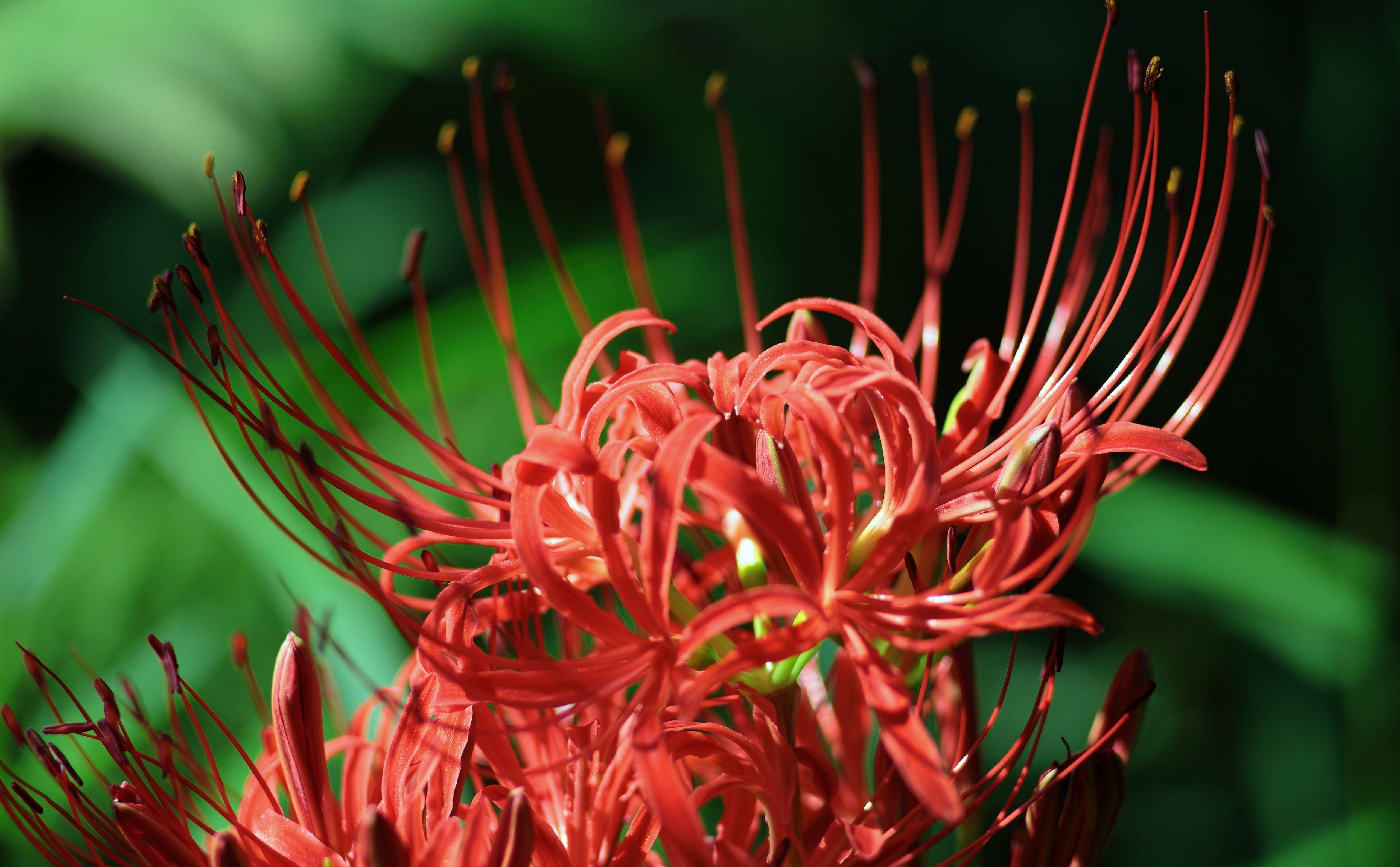 5120x3173 Red Spider Lily, Lycoris Radiata #Nature #Flowers #Flowers #Japan #Outdoors #Blossom #canon #bokeh lycoris radiat. Red spider lily, White lily flower, Lily plants